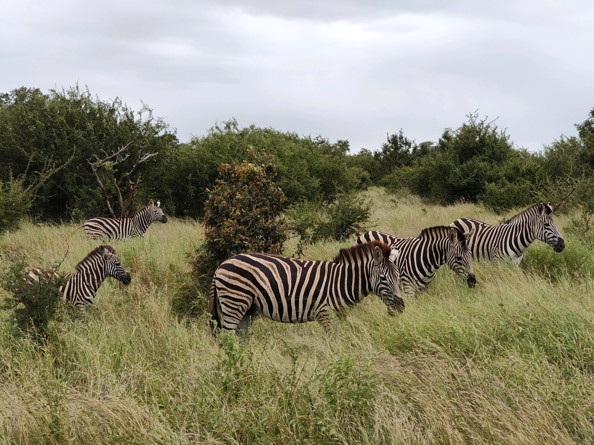 Kruger — Day 1