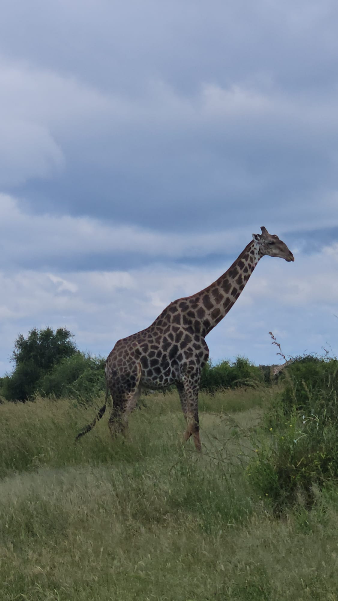 Back to Chobe