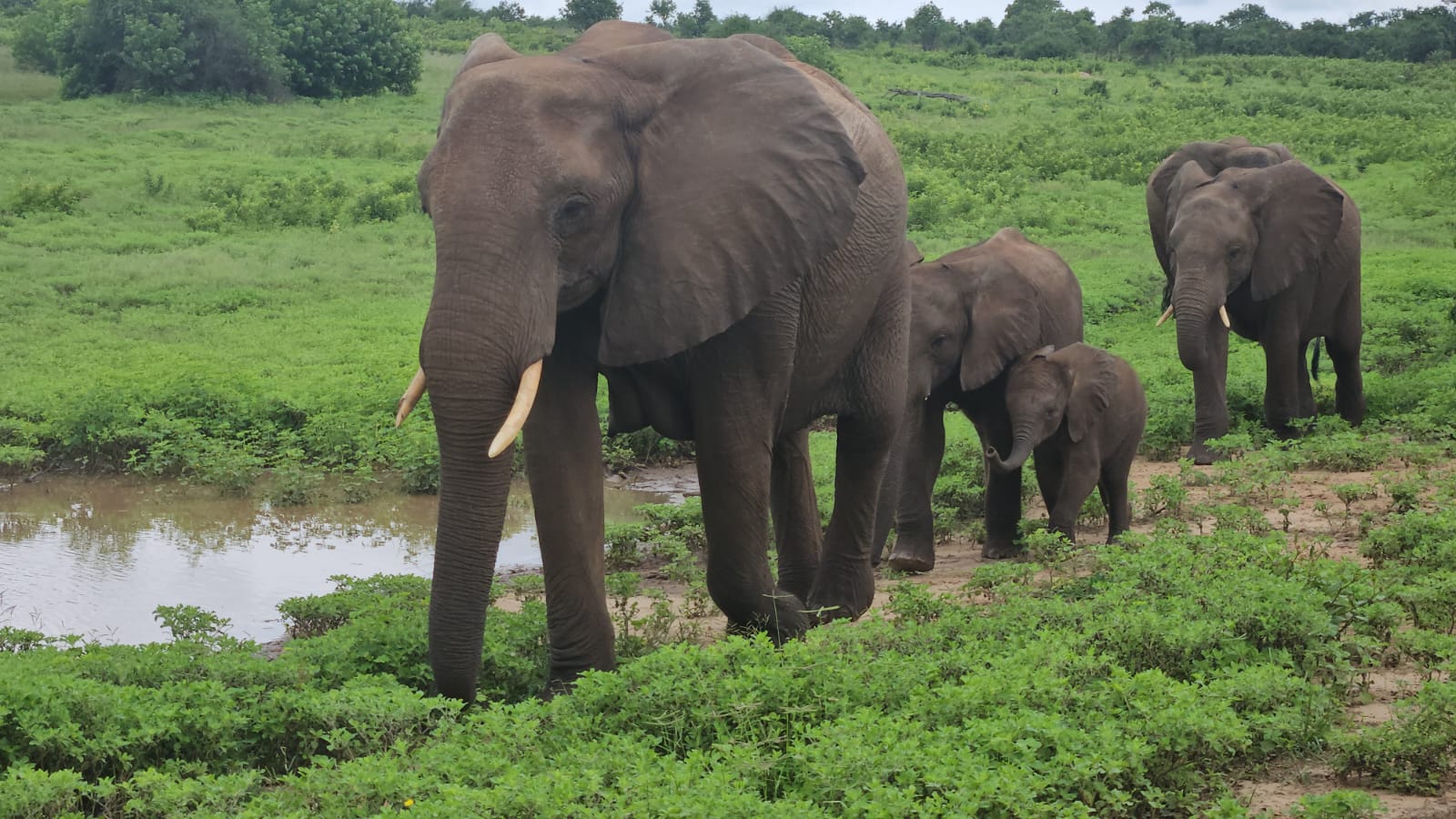 Back to Chobe