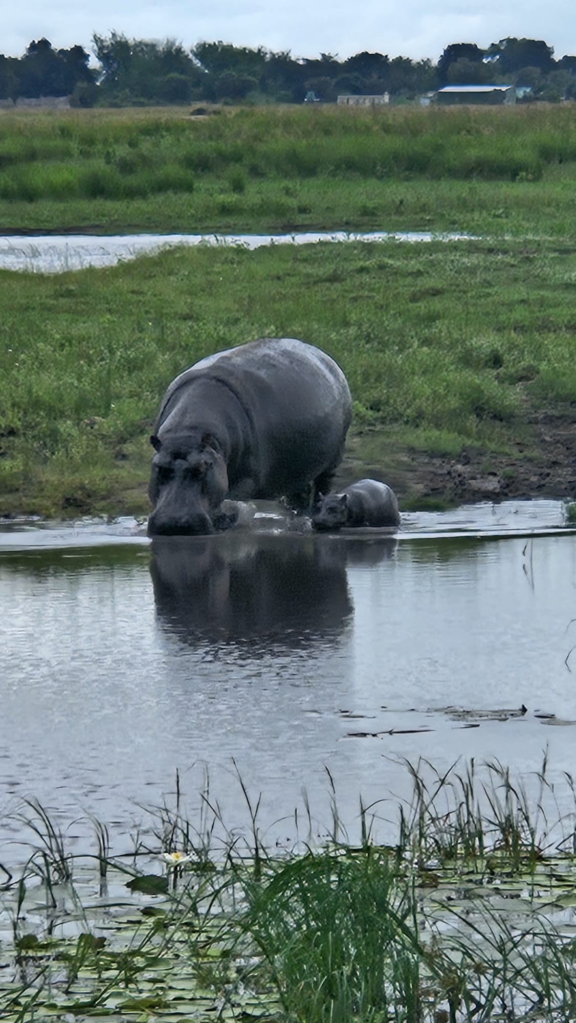 Back to Chobe