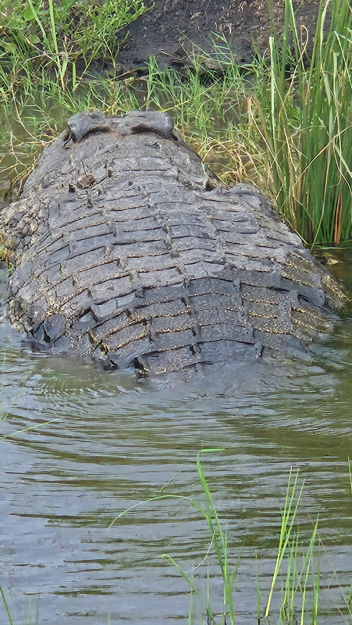 Back to Chobe