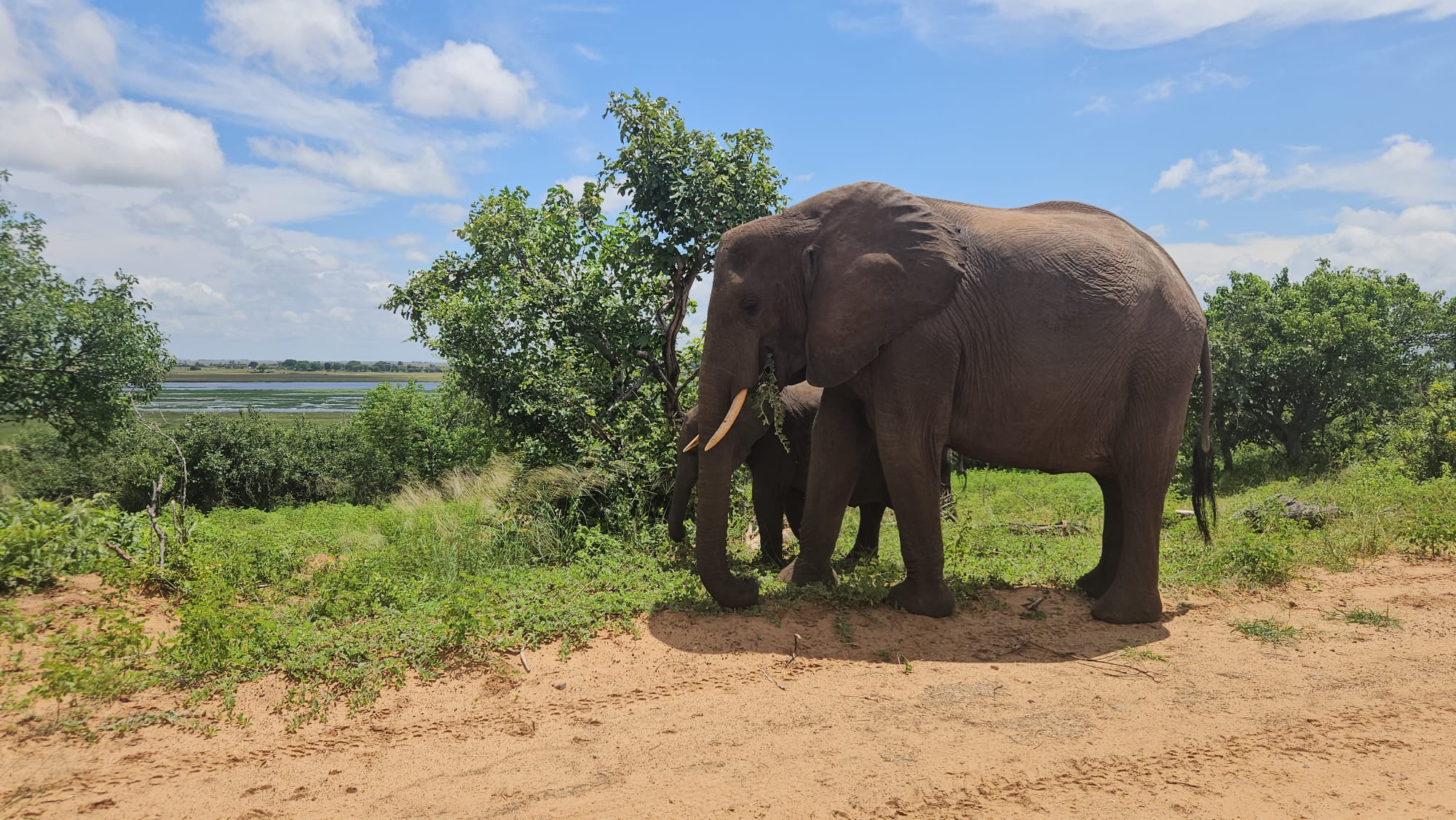 Back to Chobe