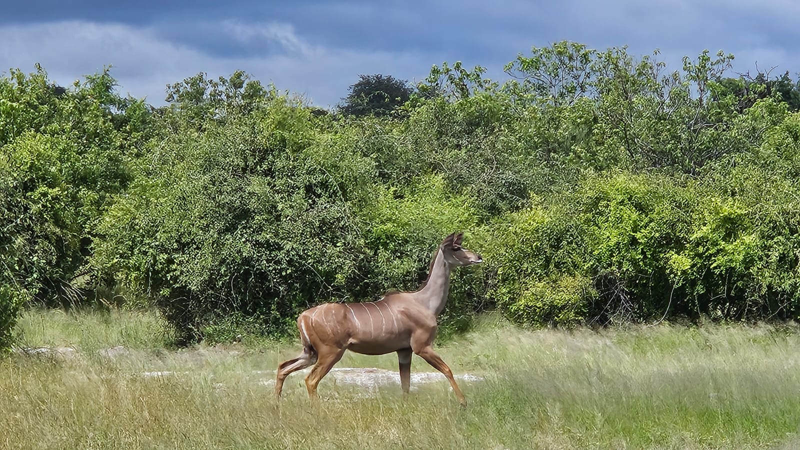 Back to Chobe