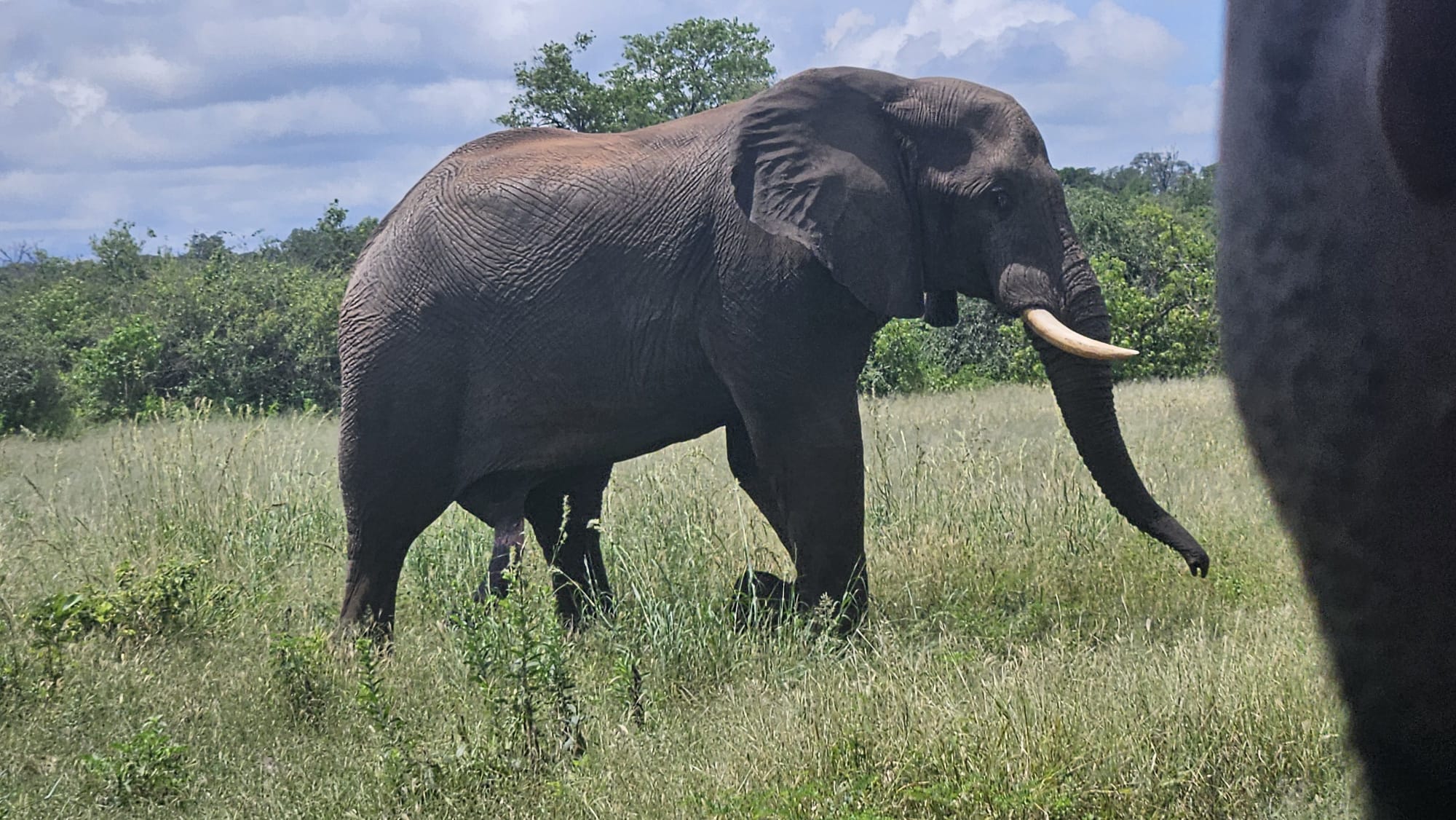 Back to Chobe