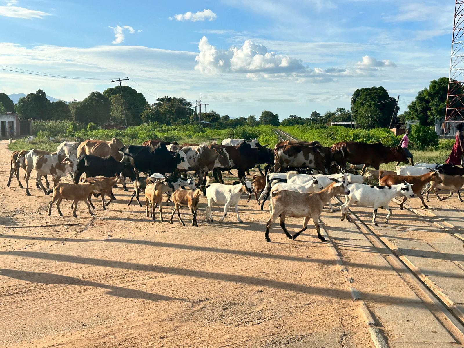 Katete → Cape Maclear — Mr. James, the Chambo, and Lake Malawi