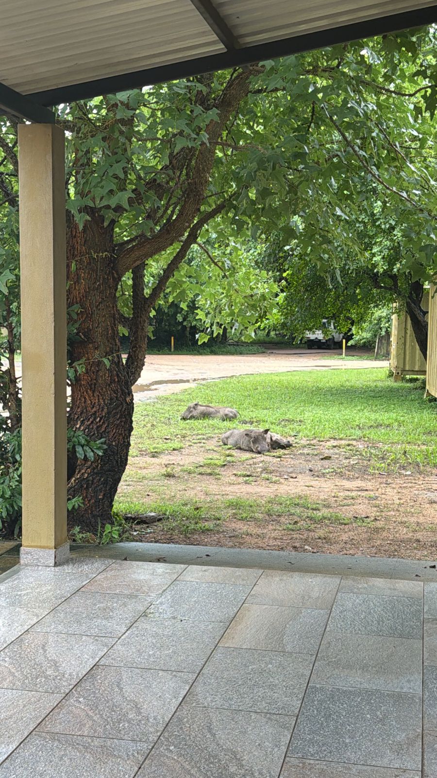 Gorongosa — Greg Carr, João the Paleontologist and the Pangolins