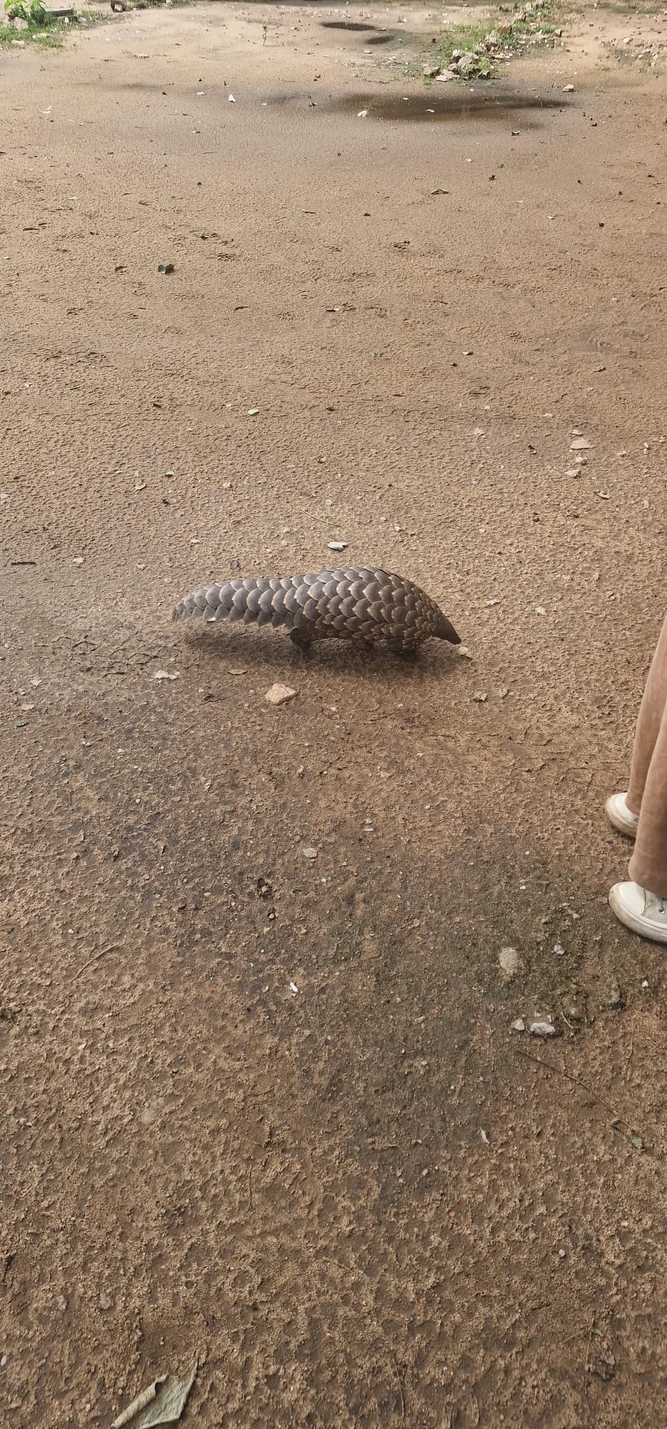 Gorongosa — Greg Carr, João the Paleontologist and the Pangolins
