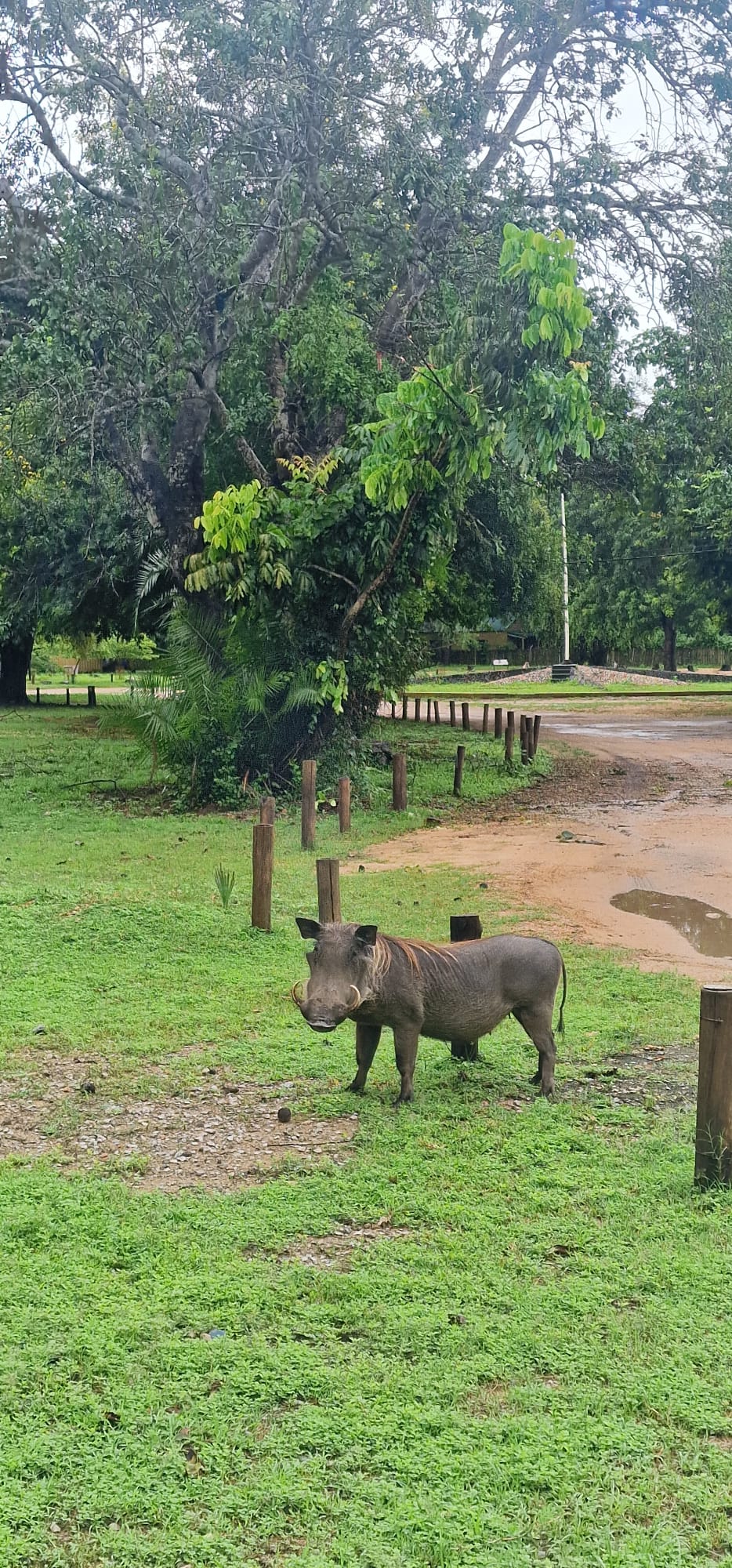 Gorongosa — Greg Carr, João the Paleontologist and the Pangolins