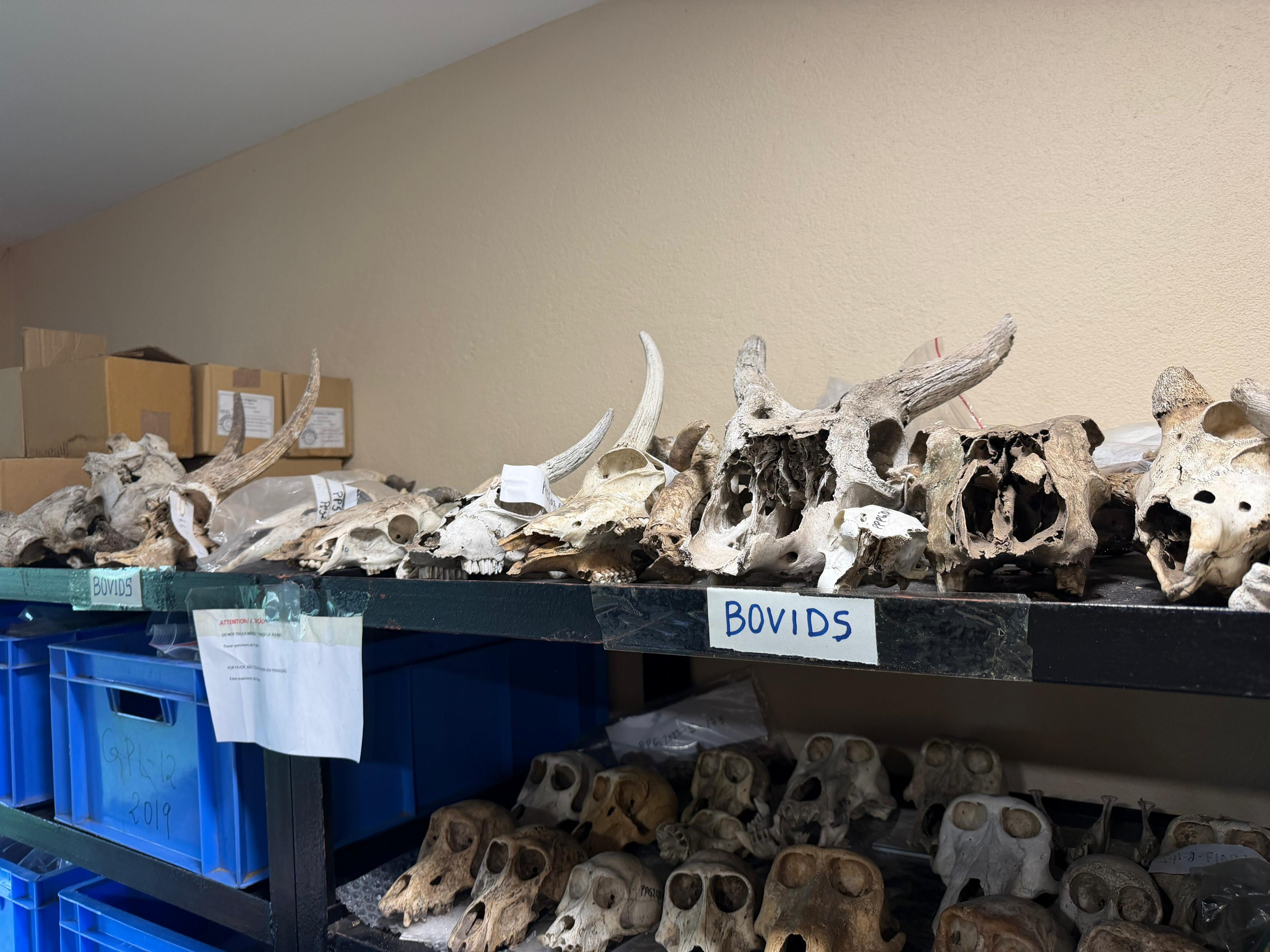 Gorongosa — Greg Carr, João the Paleontologist and the Pangolins