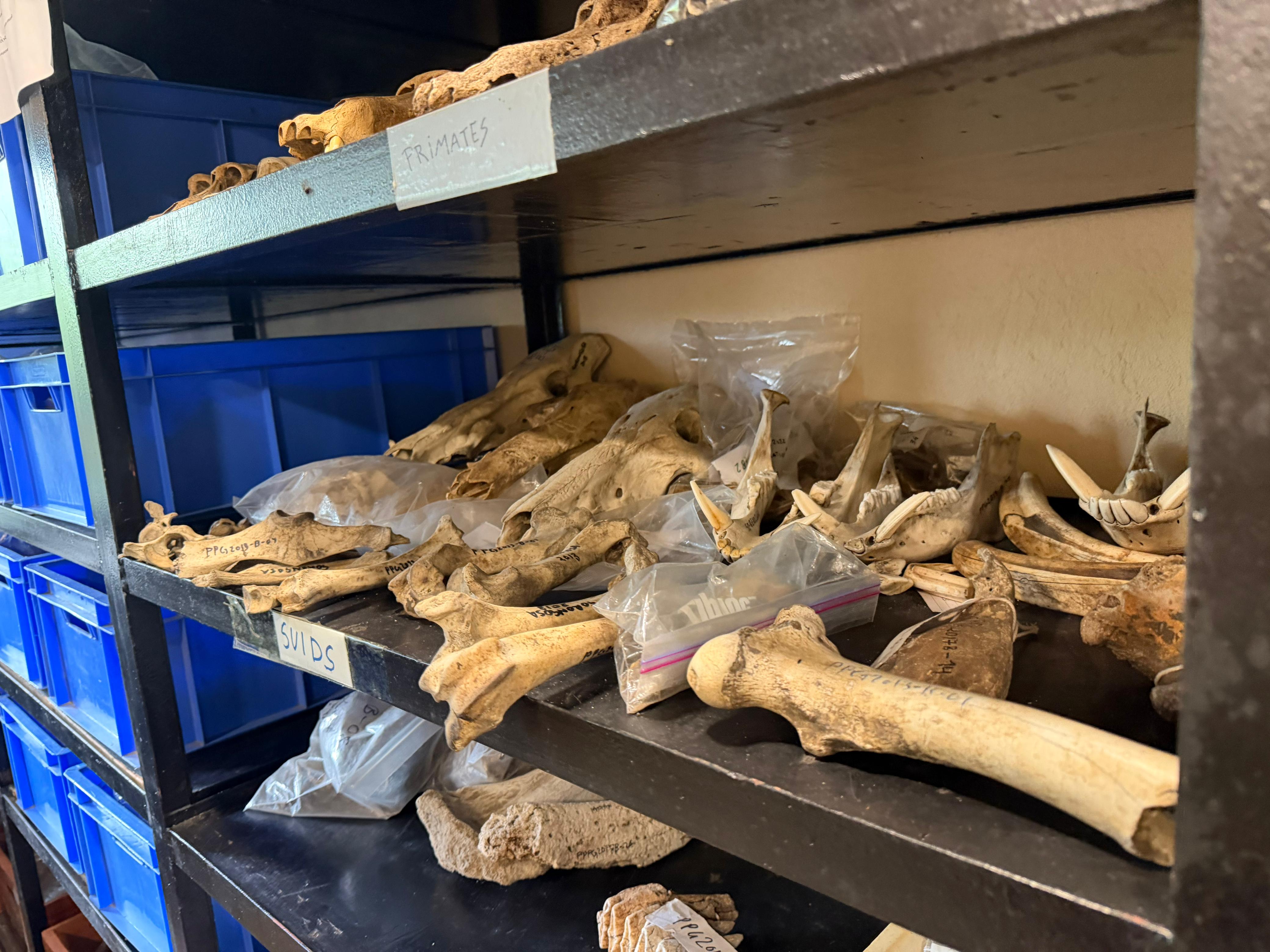 Gorongosa — Greg Carr, João the Paleontologist and the Pangolins