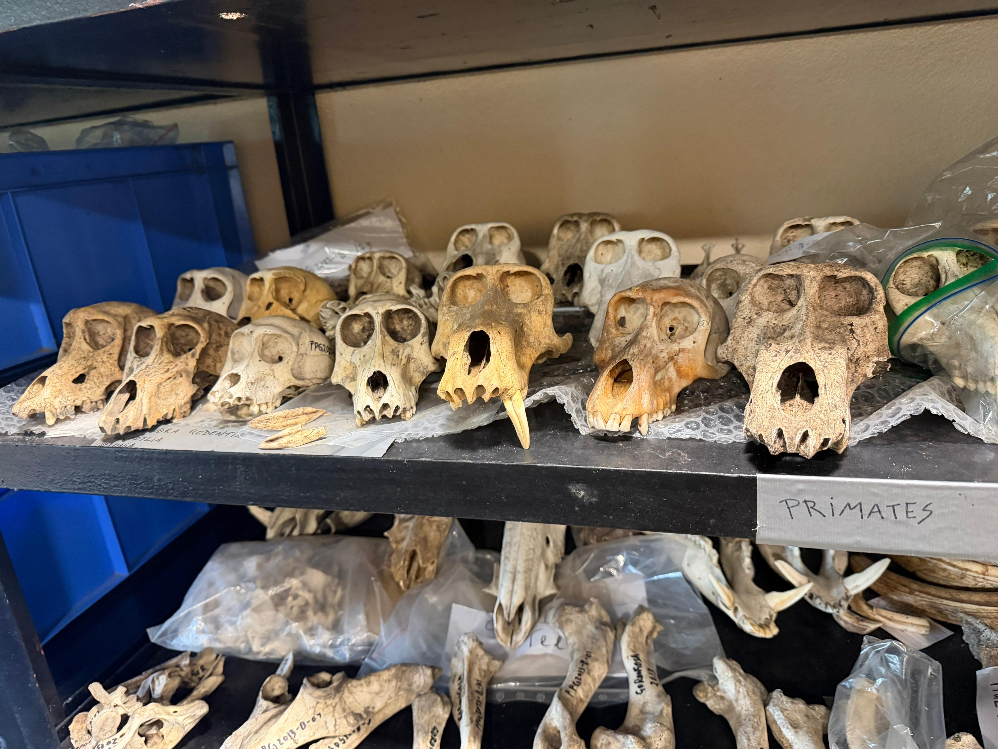 Gorongosa — Greg Carr, João the Paleontologist and the Pangolins