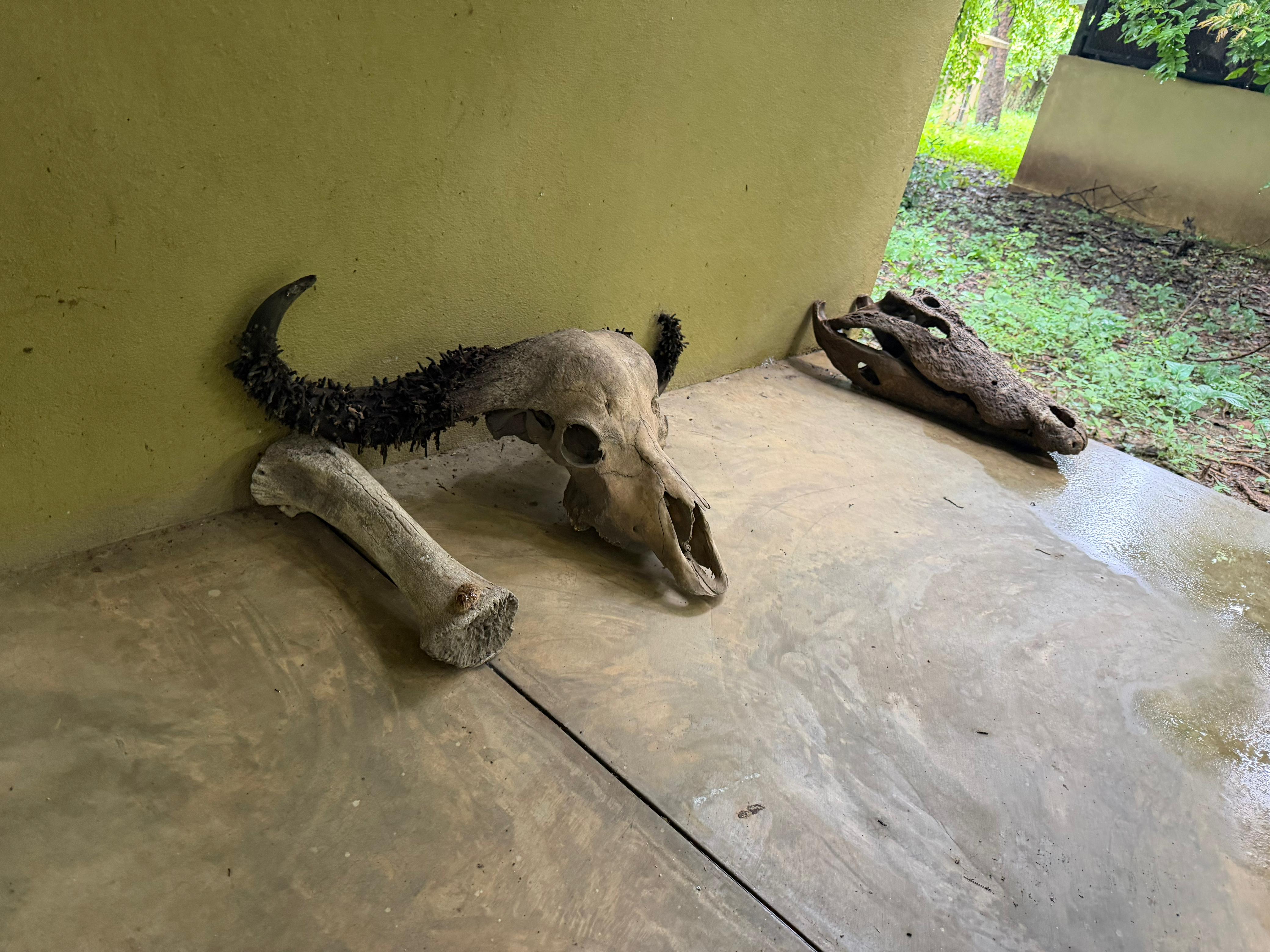 Gorongosa — Greg Carr, João the Paleontologist and the Pangolins