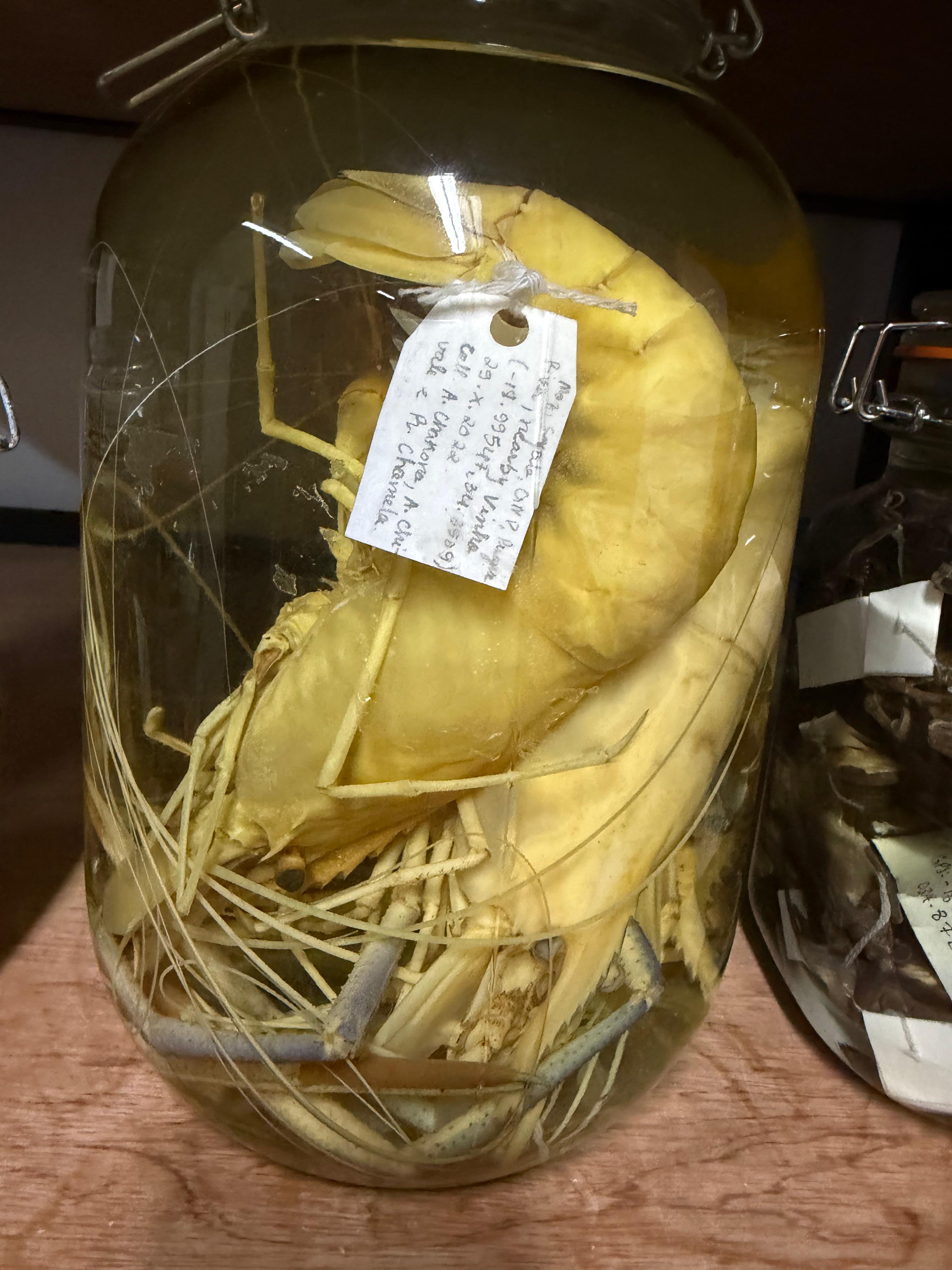Gorongosa — Greg Carr, João the Paleontologist and the Pangolins