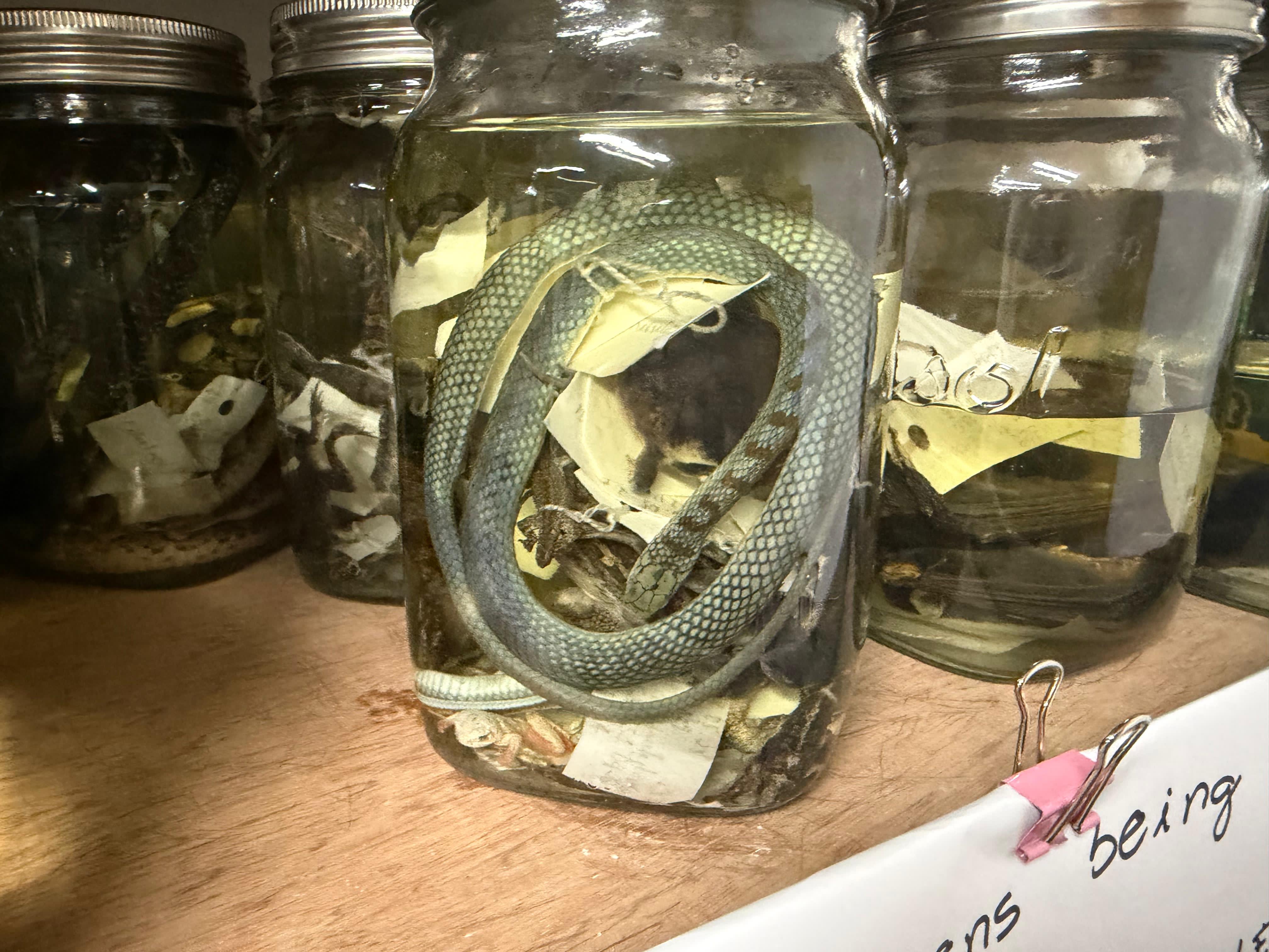 Gorongosa — Greg Carr, João the Paleontologist and the Pangolins