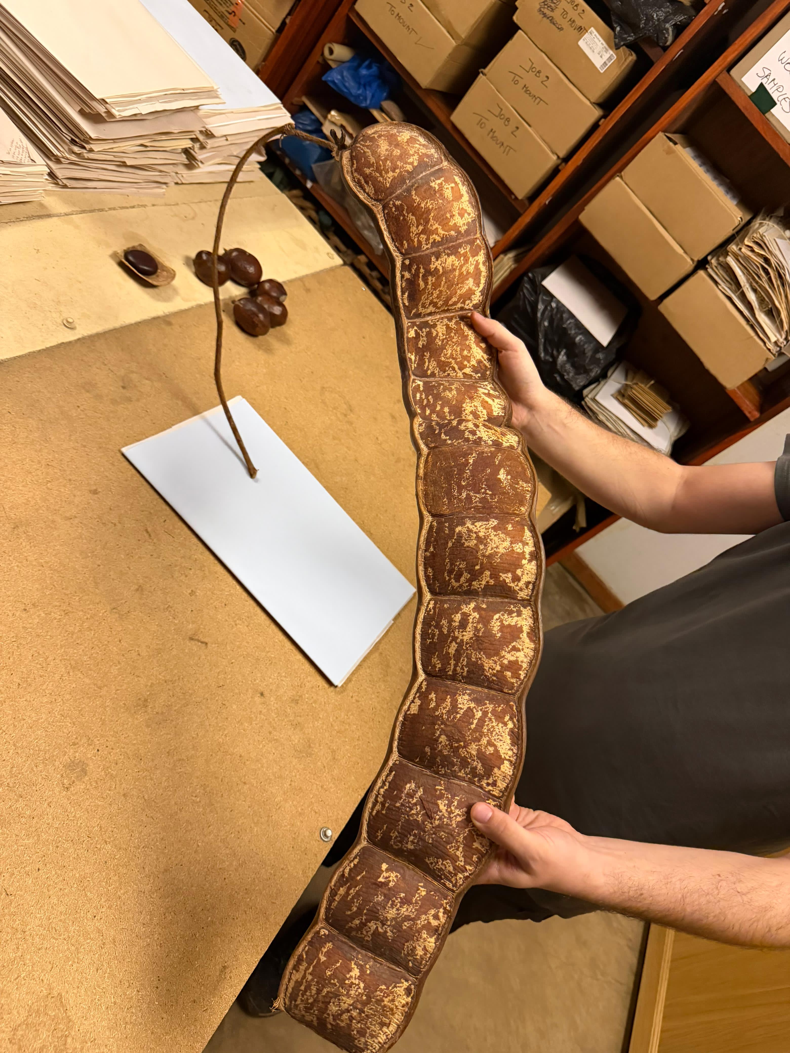 Gorongosa — Greg Carr, João the Paleontologist and the Pangolins