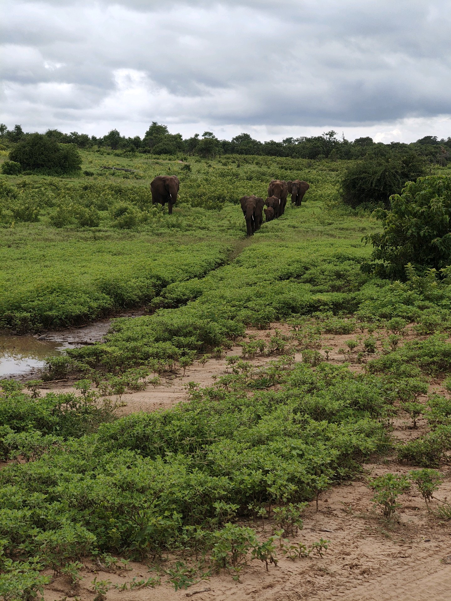Back to Chobe