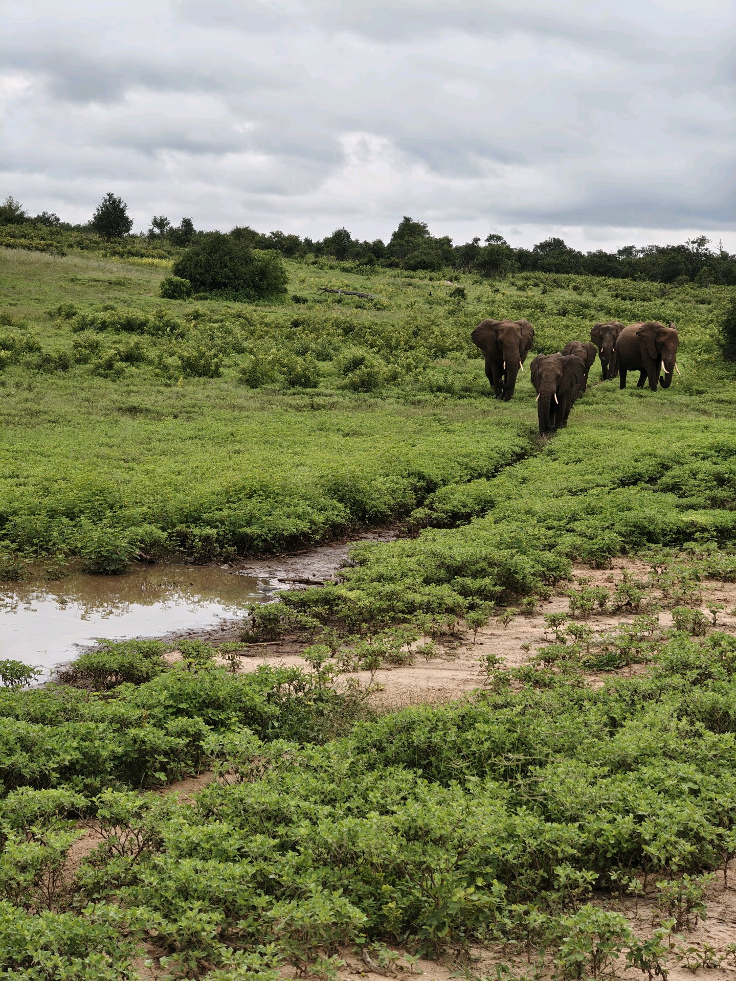 Back to Chobe