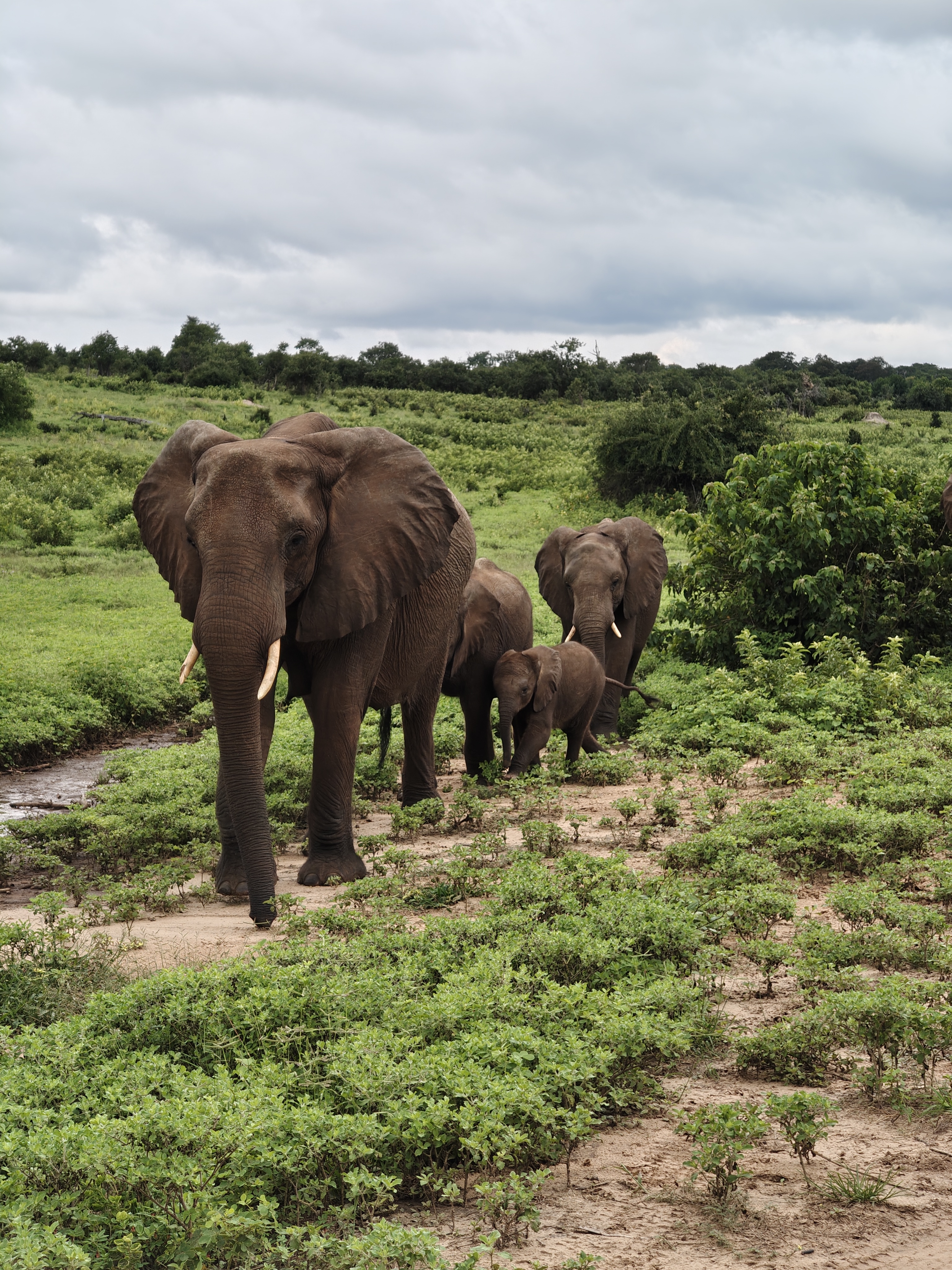 Back to Chobe