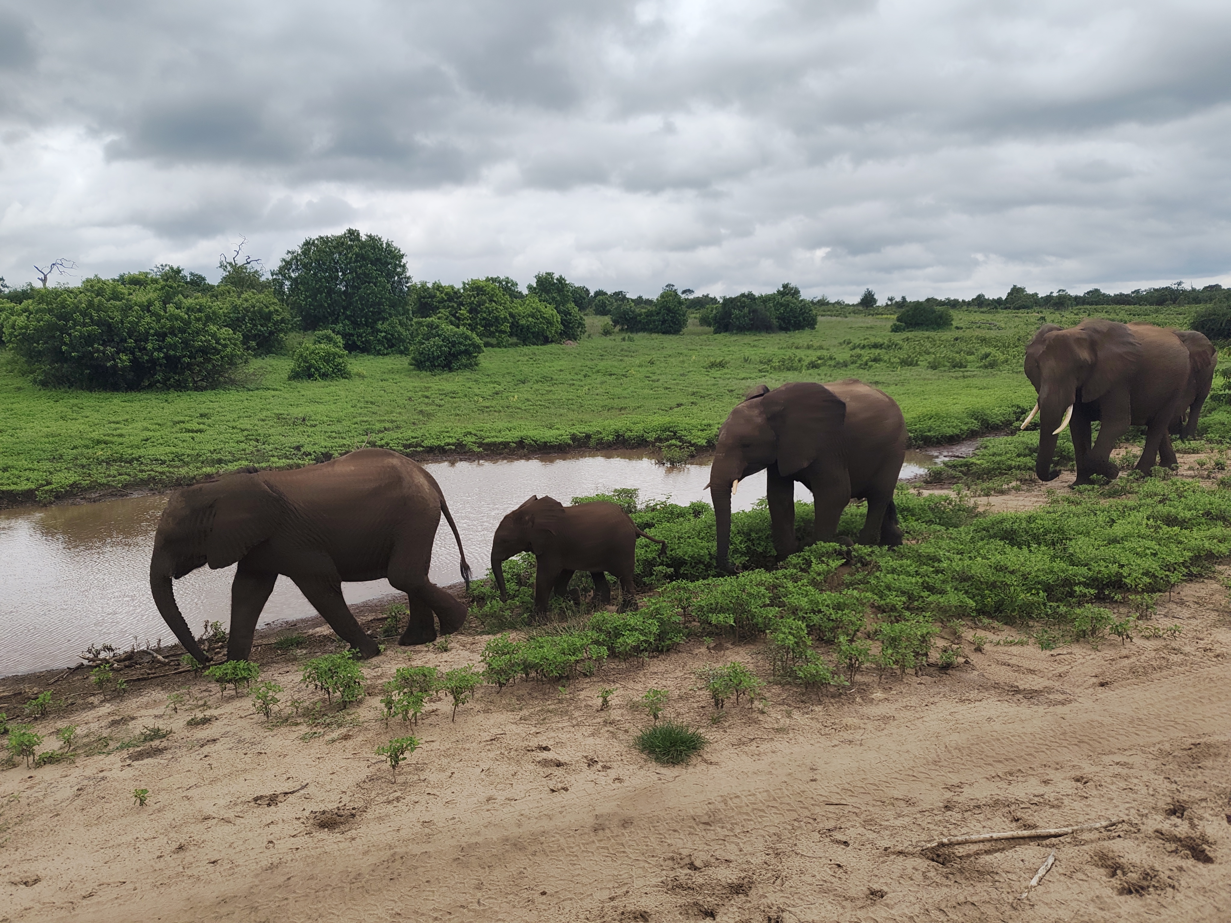 Back to Chobe