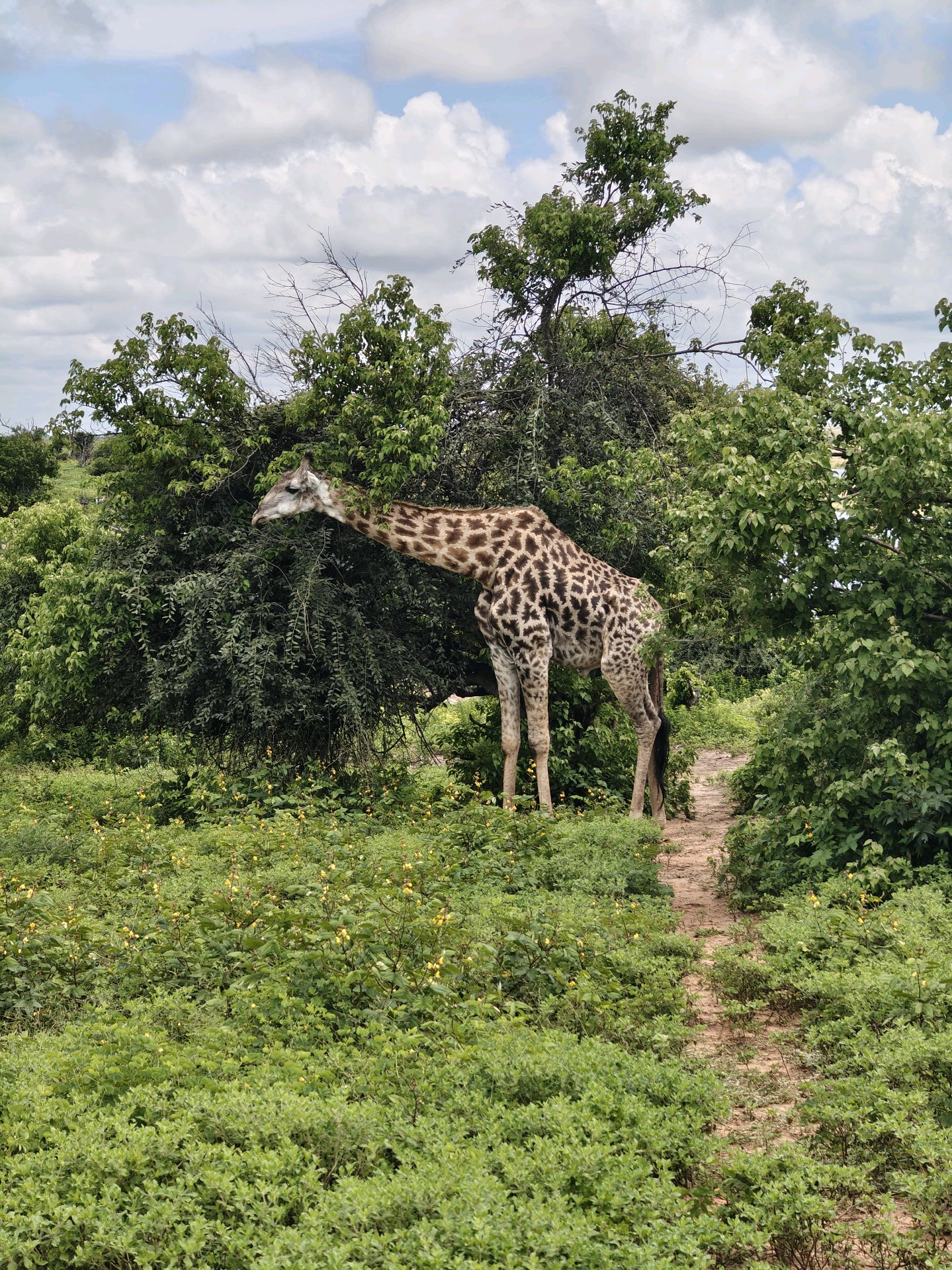 Back to Chobe