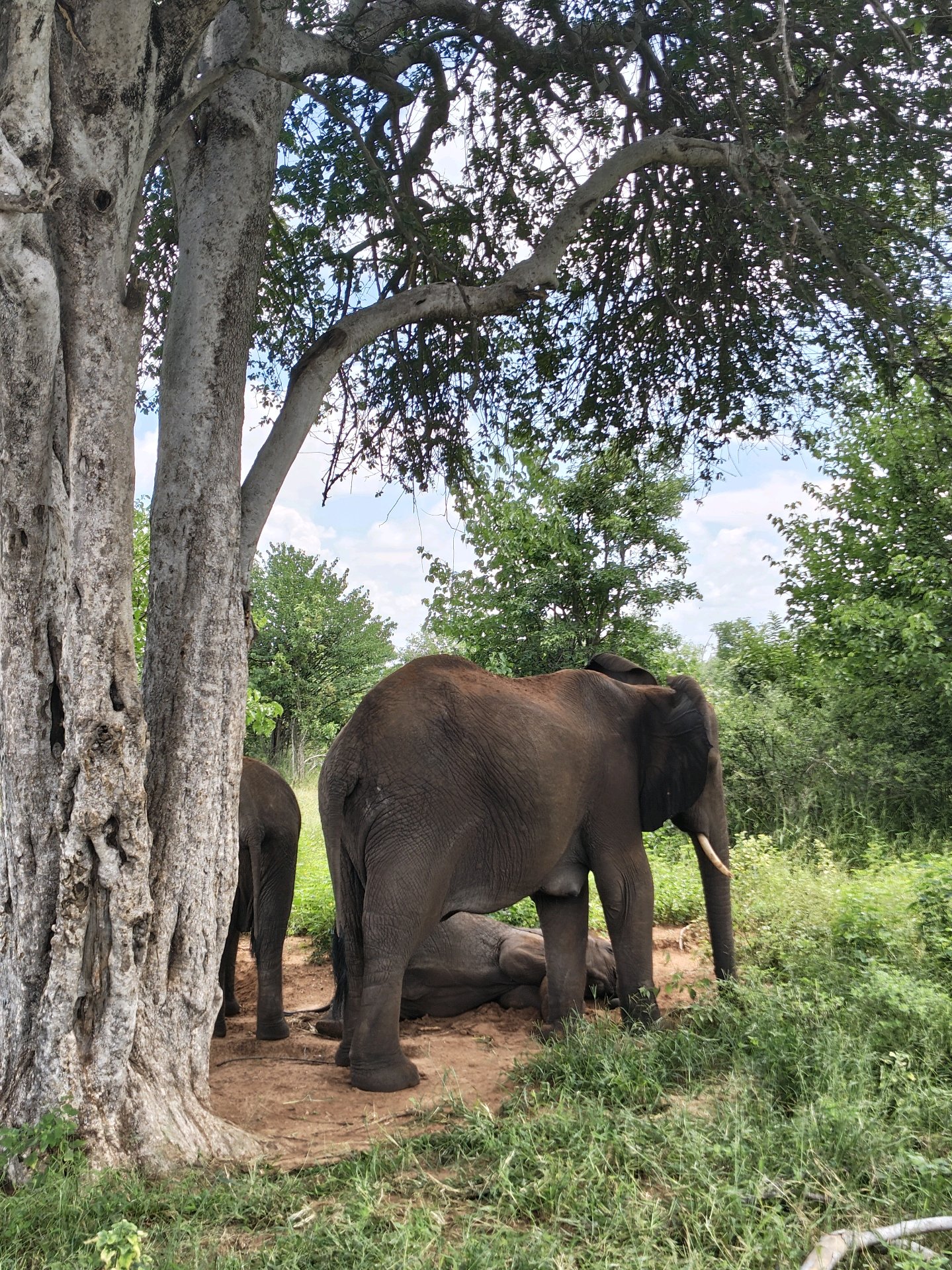 Back to Chobe