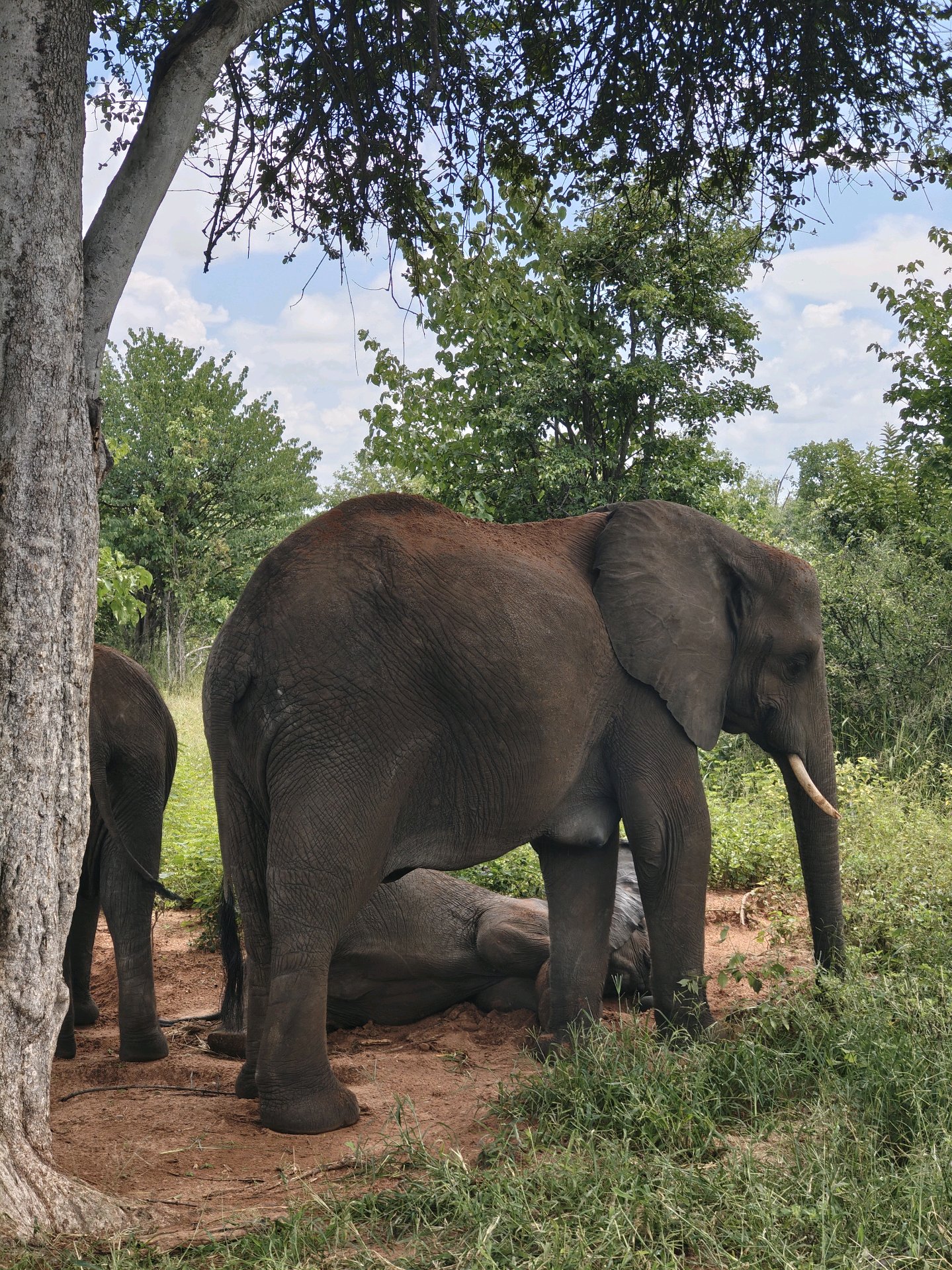 Back to Chobe