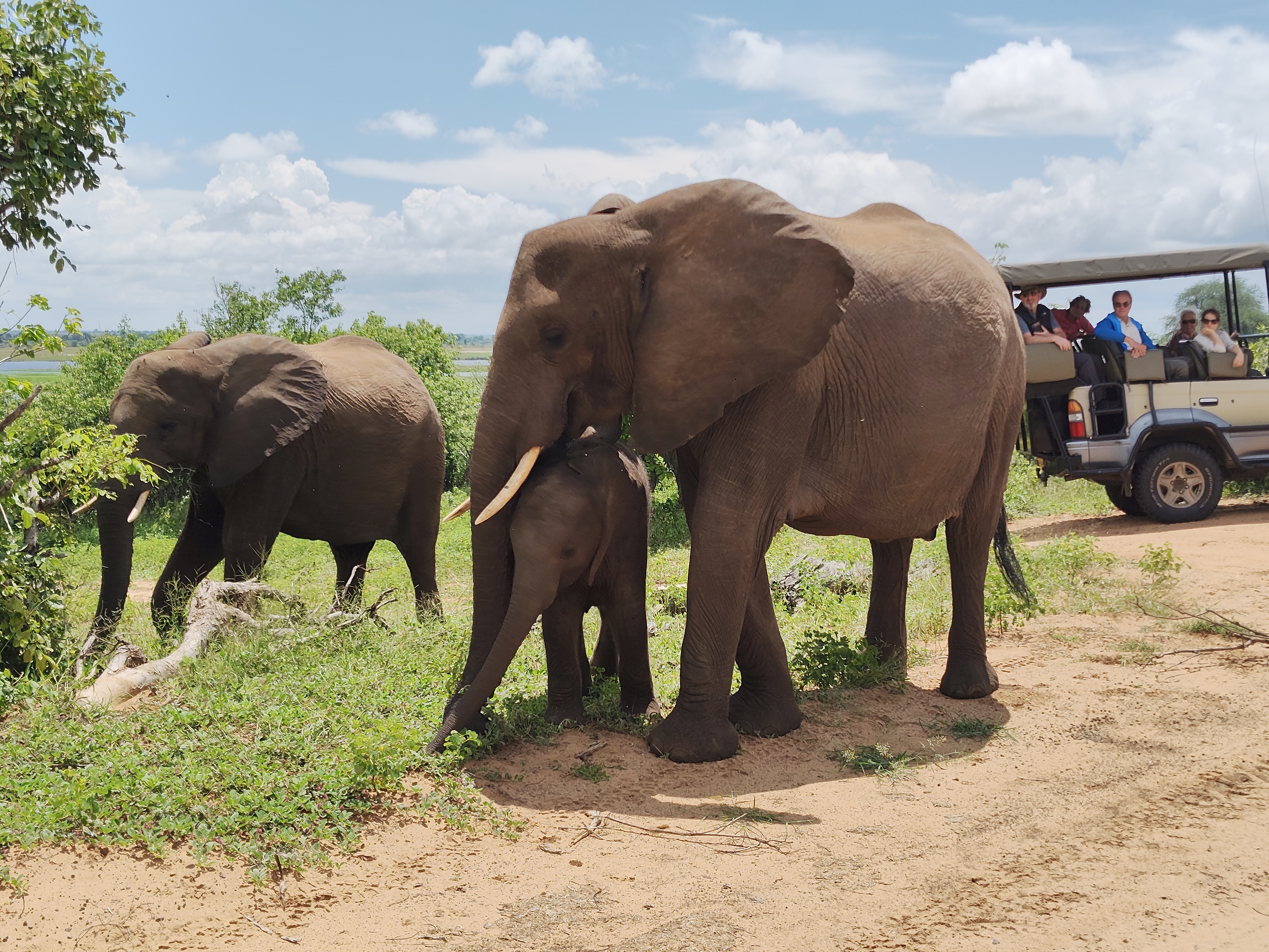 Back to Chobe