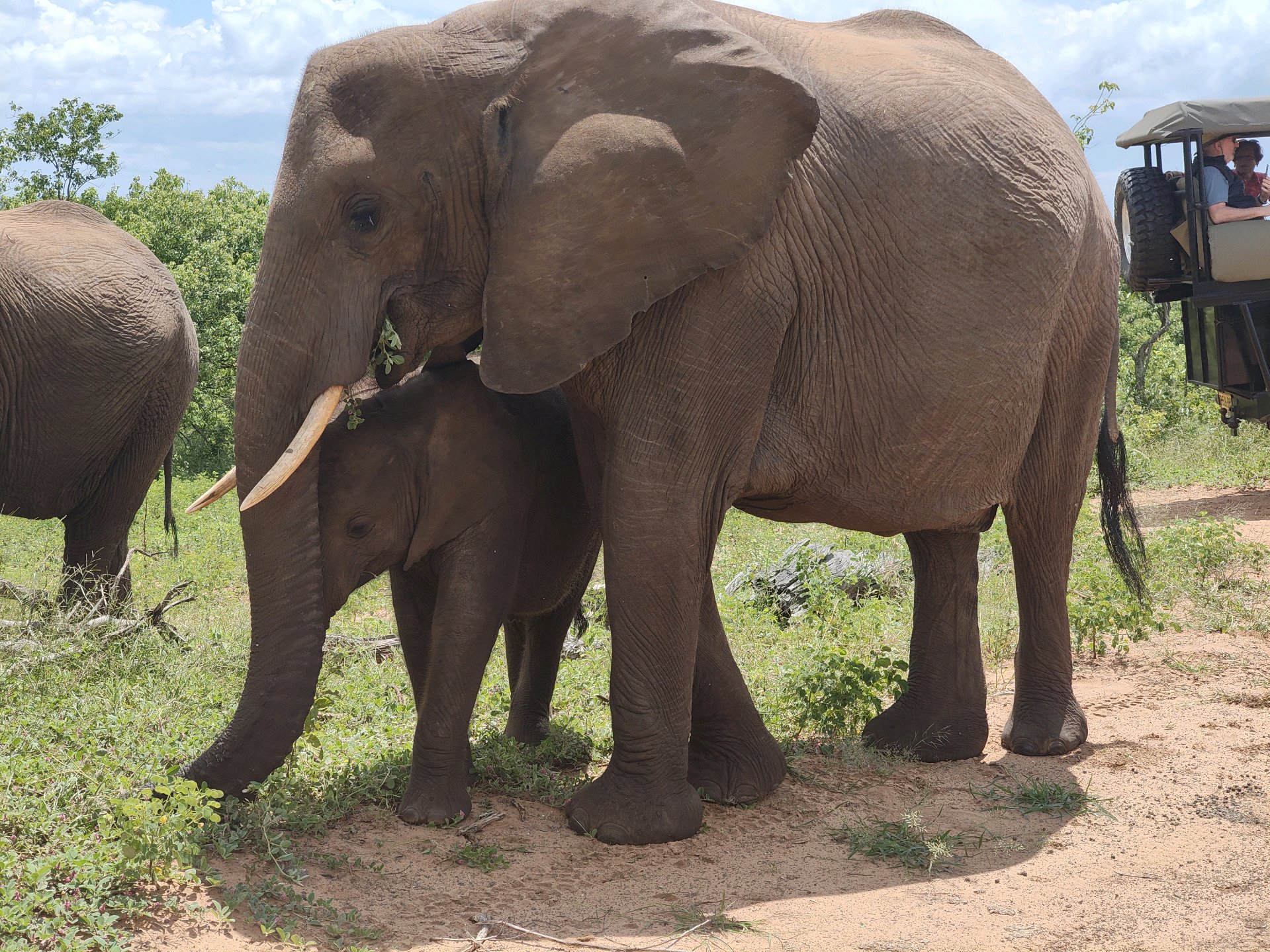 Back to Chobe