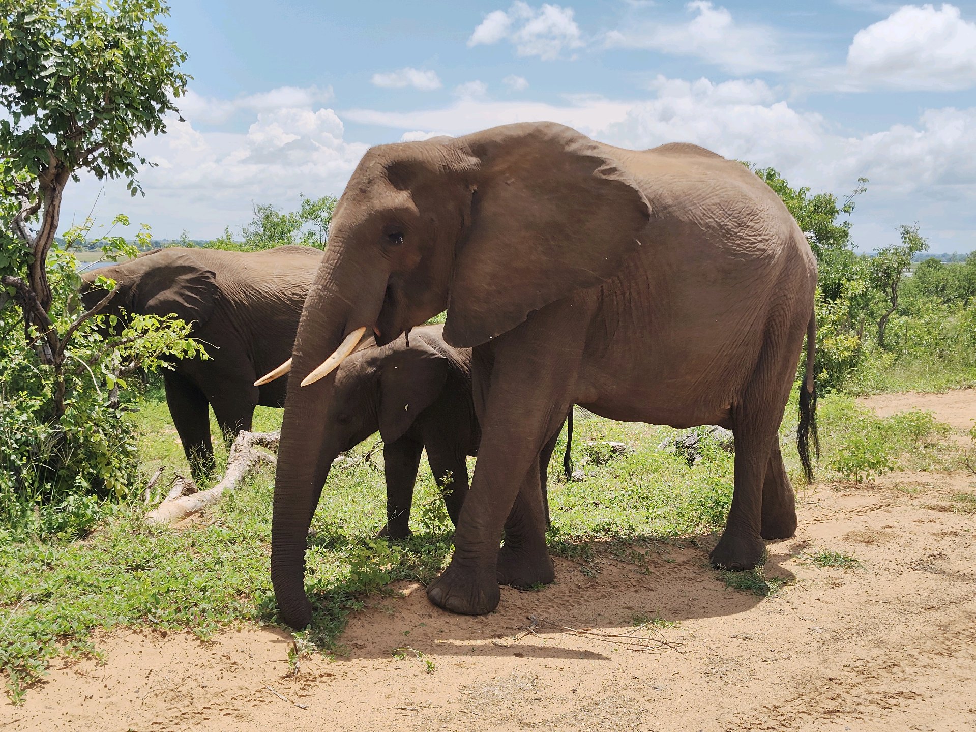 Back to Chobe