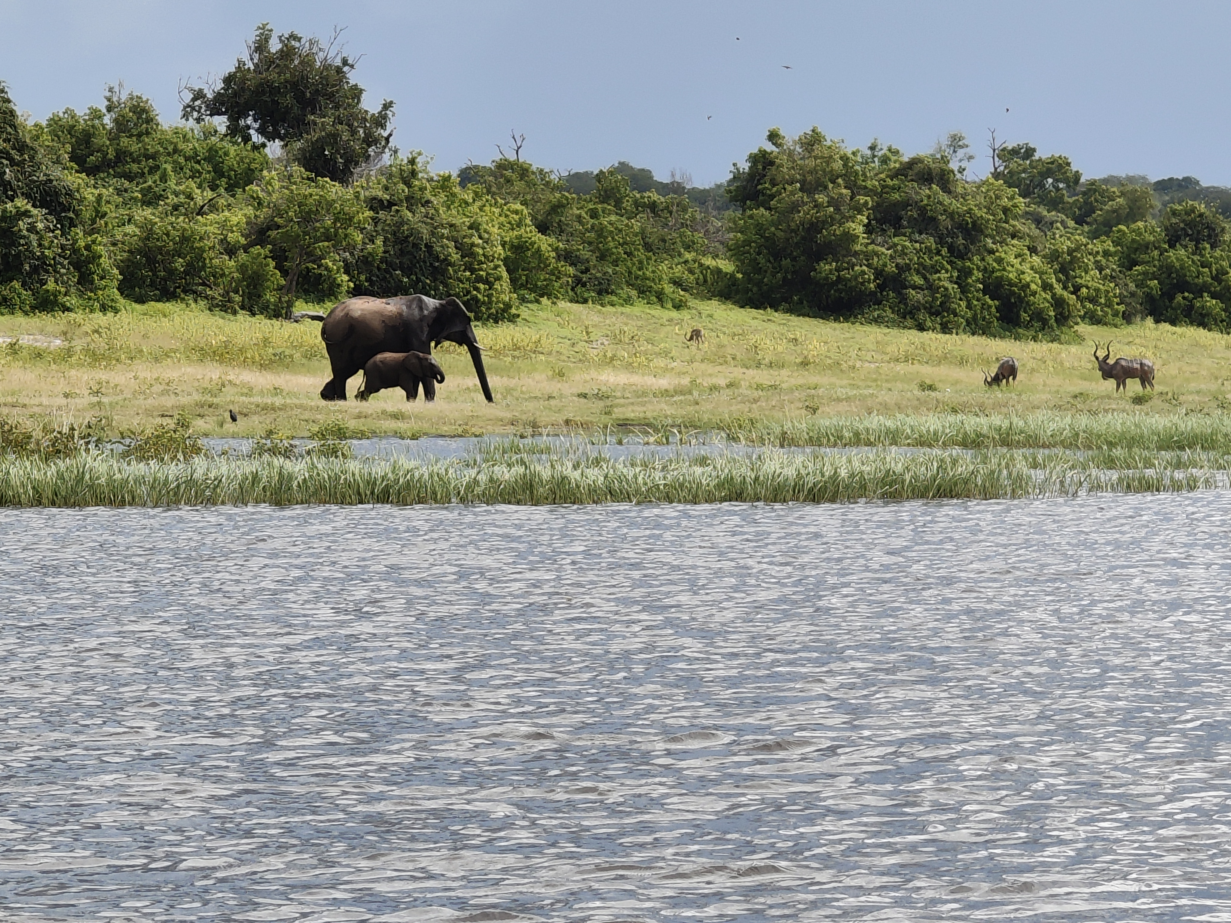 Back to Chobe