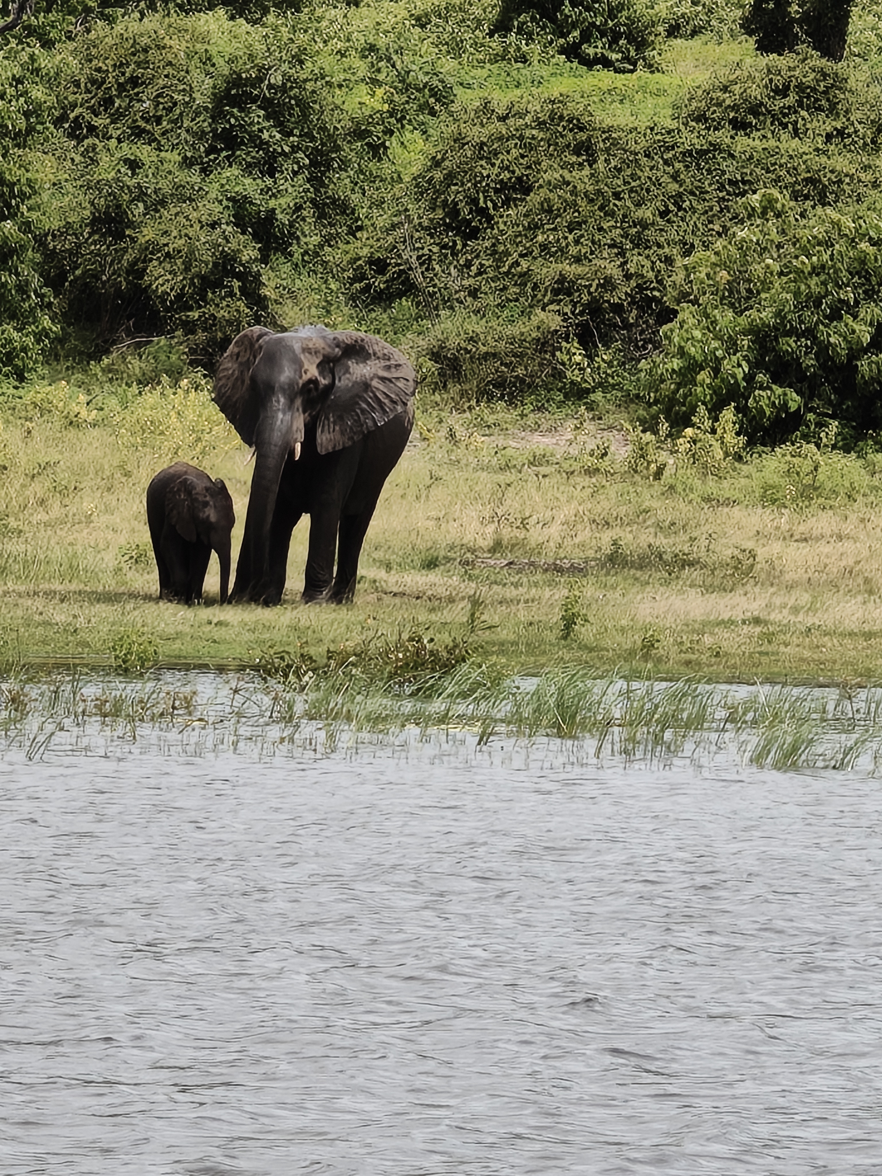 Back to Chobe