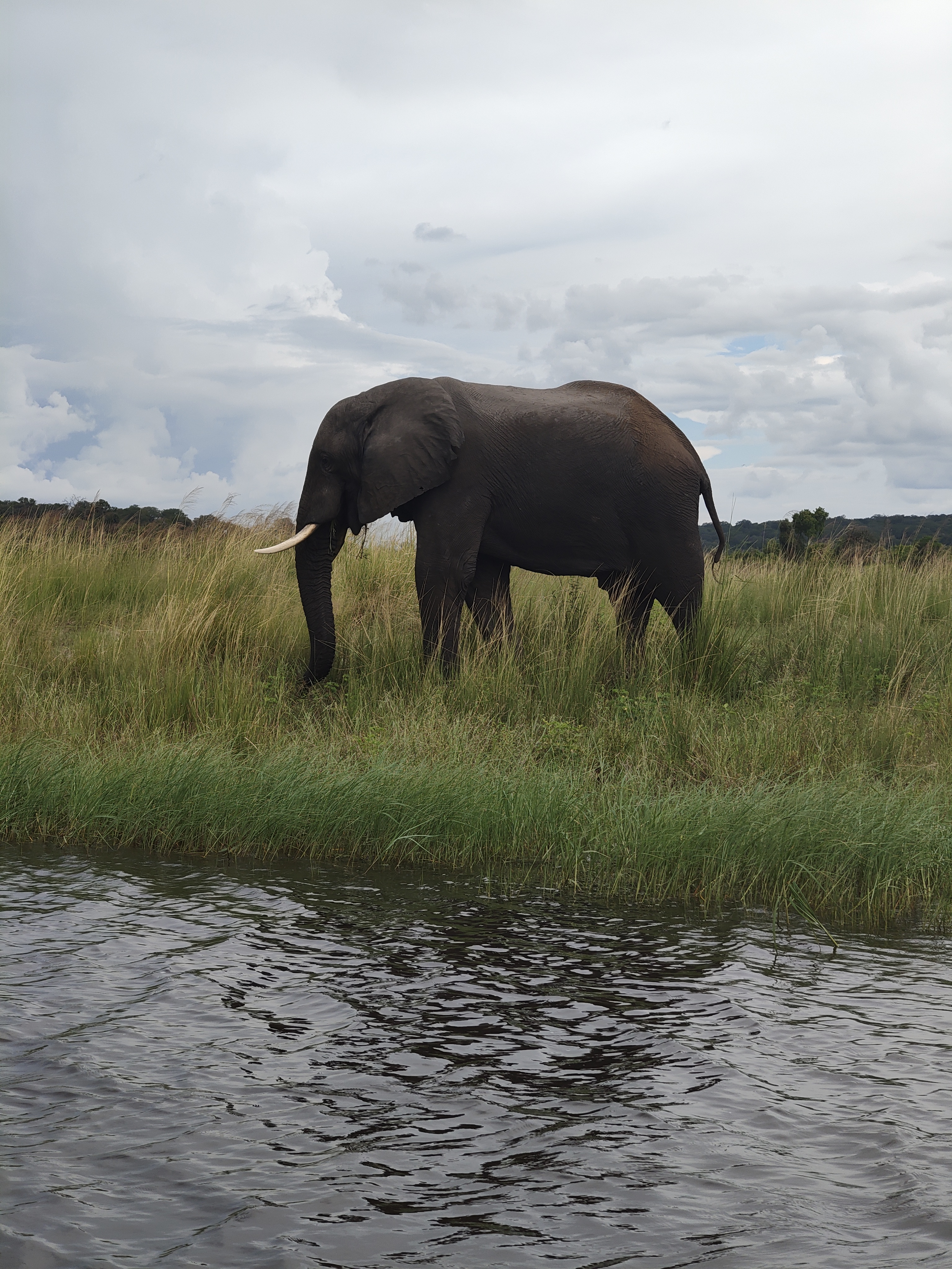 Back to Chobe