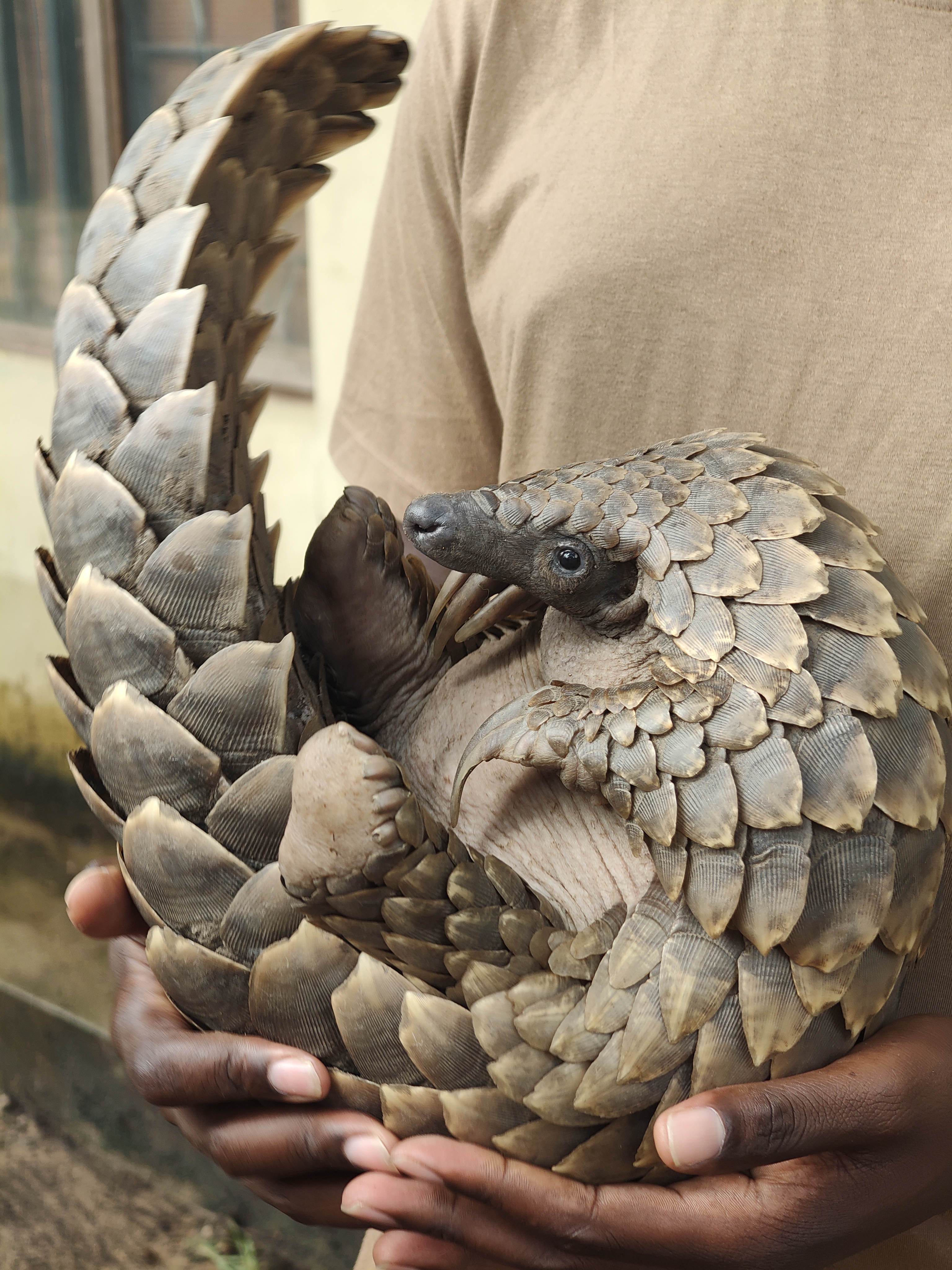 Gorongosa — Greg Carr, João the Paleontologist and the Pangolins