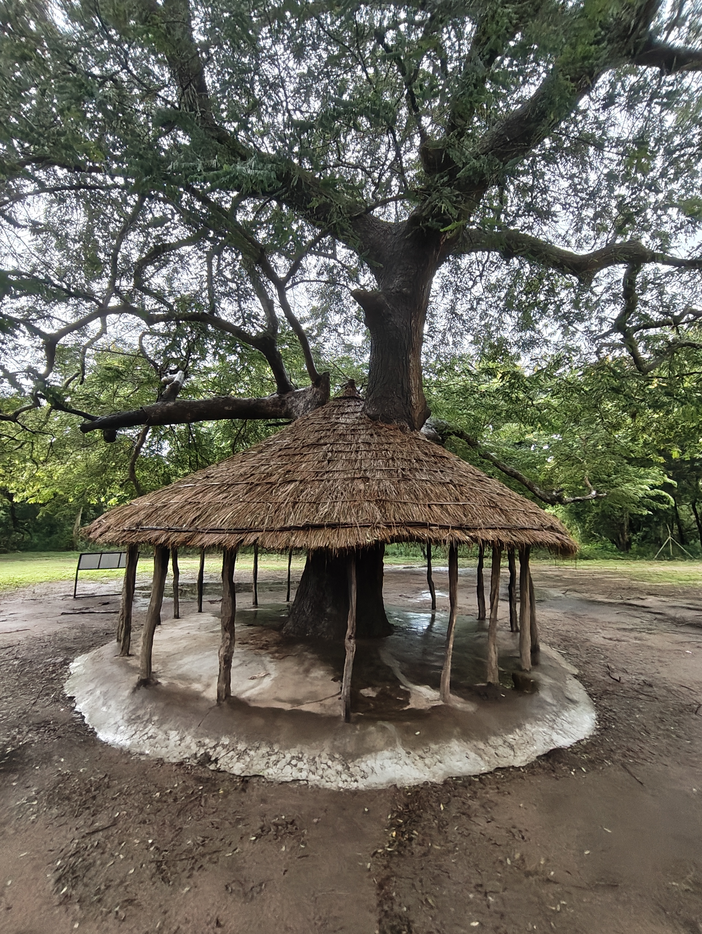 Gorongosa — Greg Carr, João the Paleontologist and the Pangolins