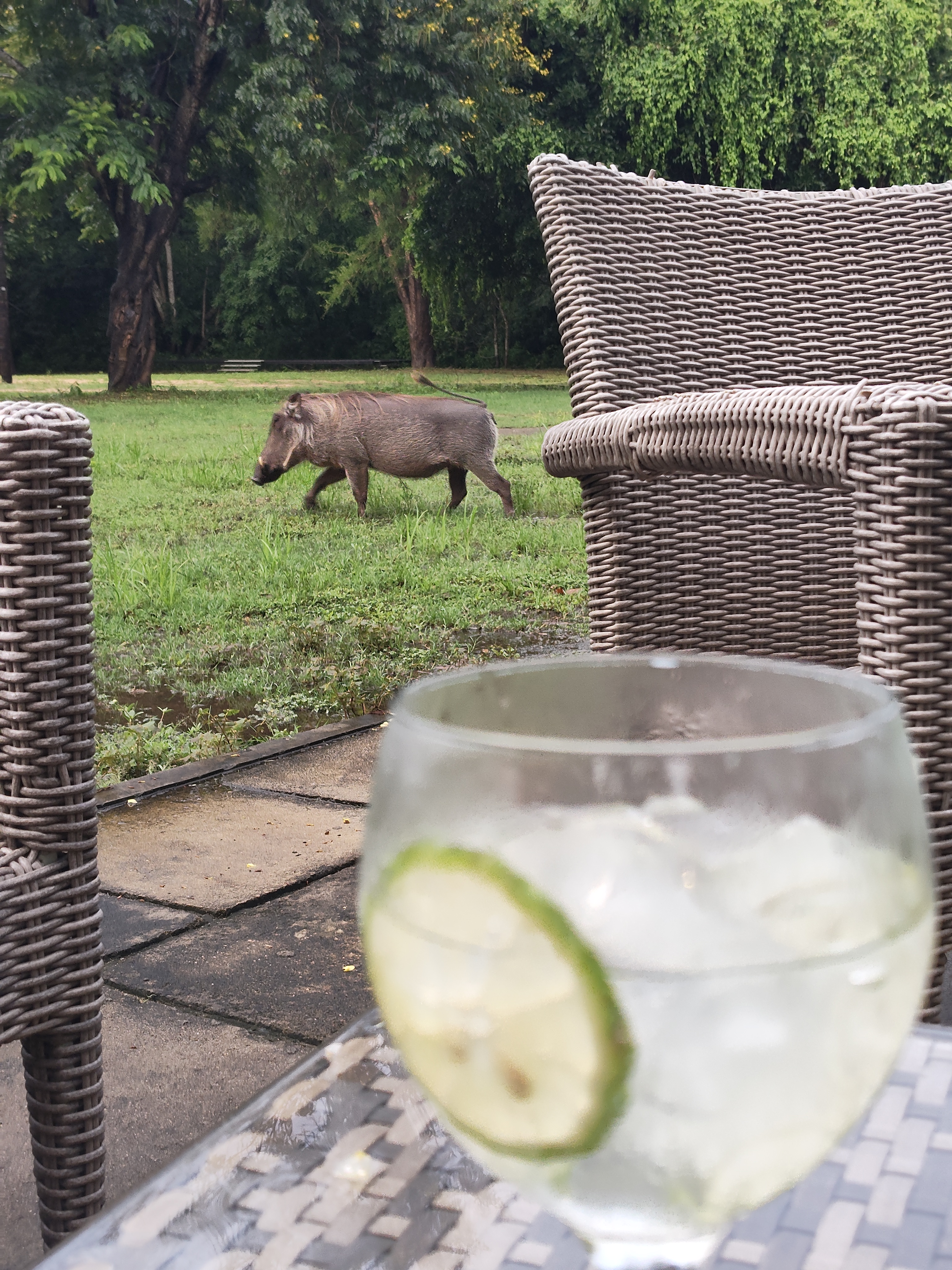 Gorongosa — Greg Carr, João the Paleontologist and the Pangolins