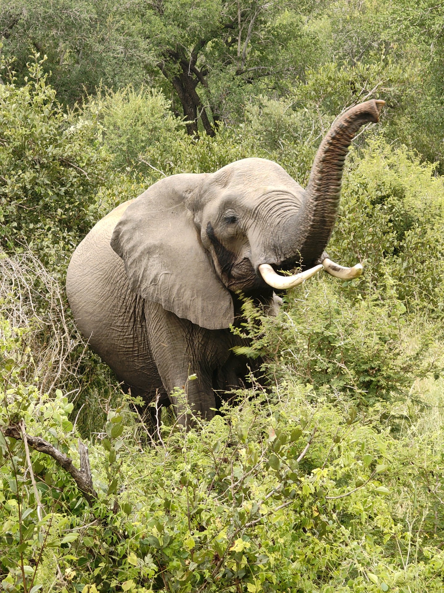 Kruger — Day 1
