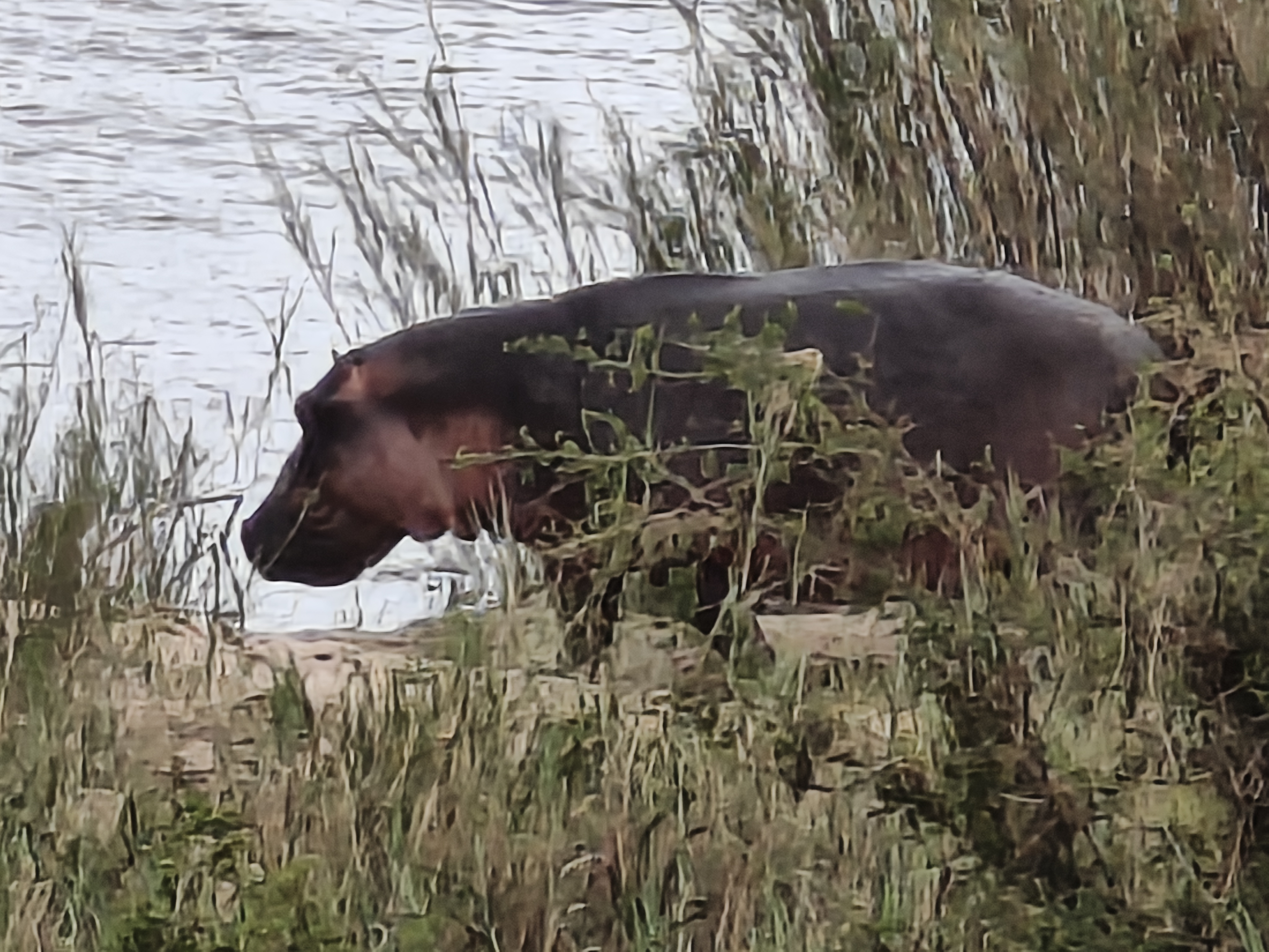 Kruger — Day 1