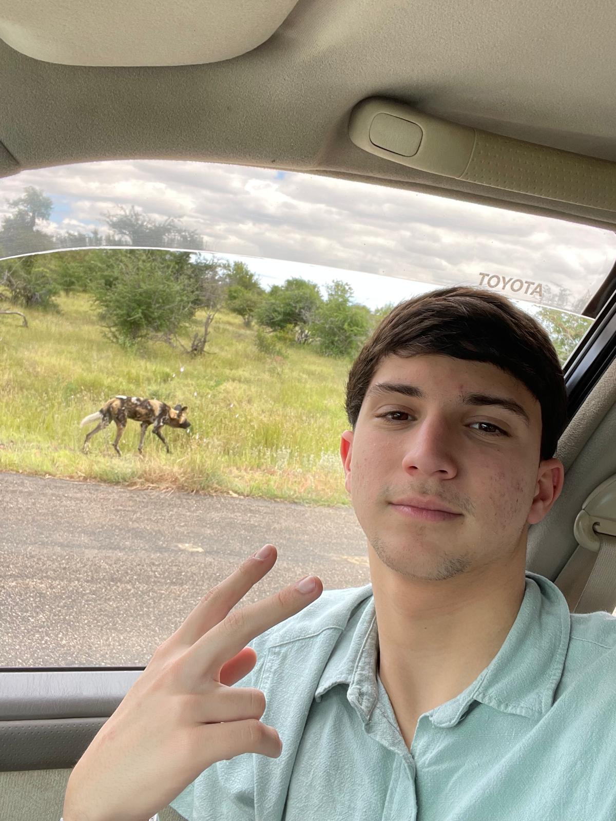 Wild dog