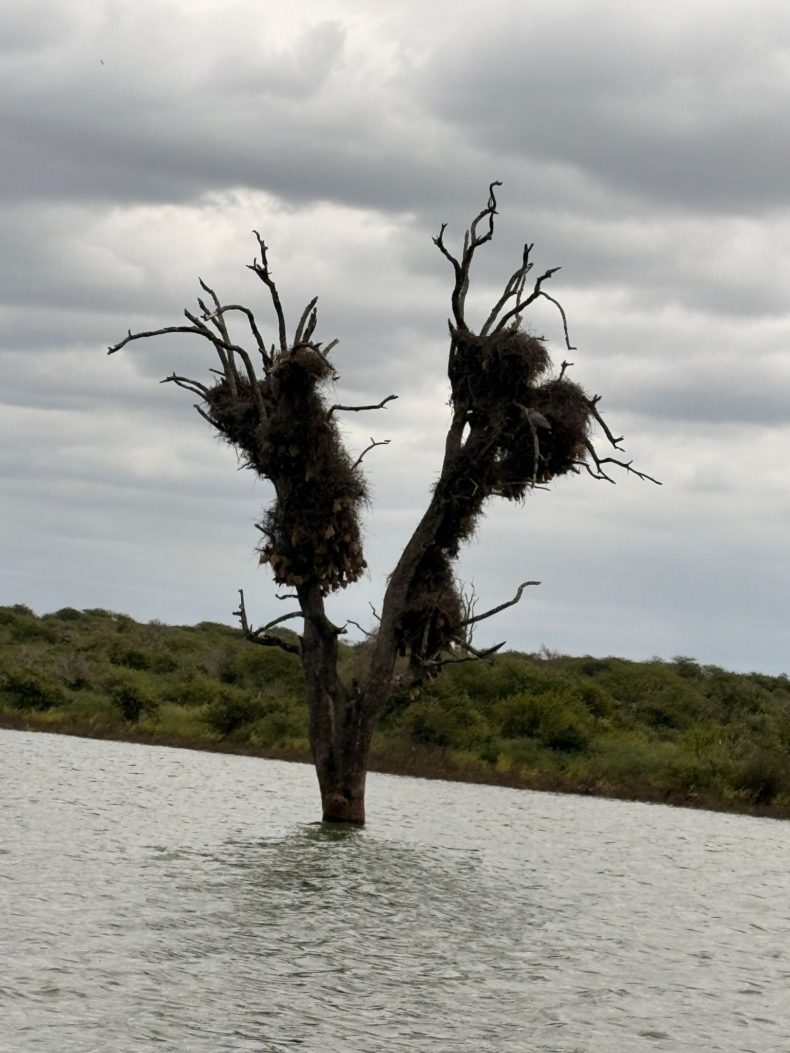 We had photographed this tree.