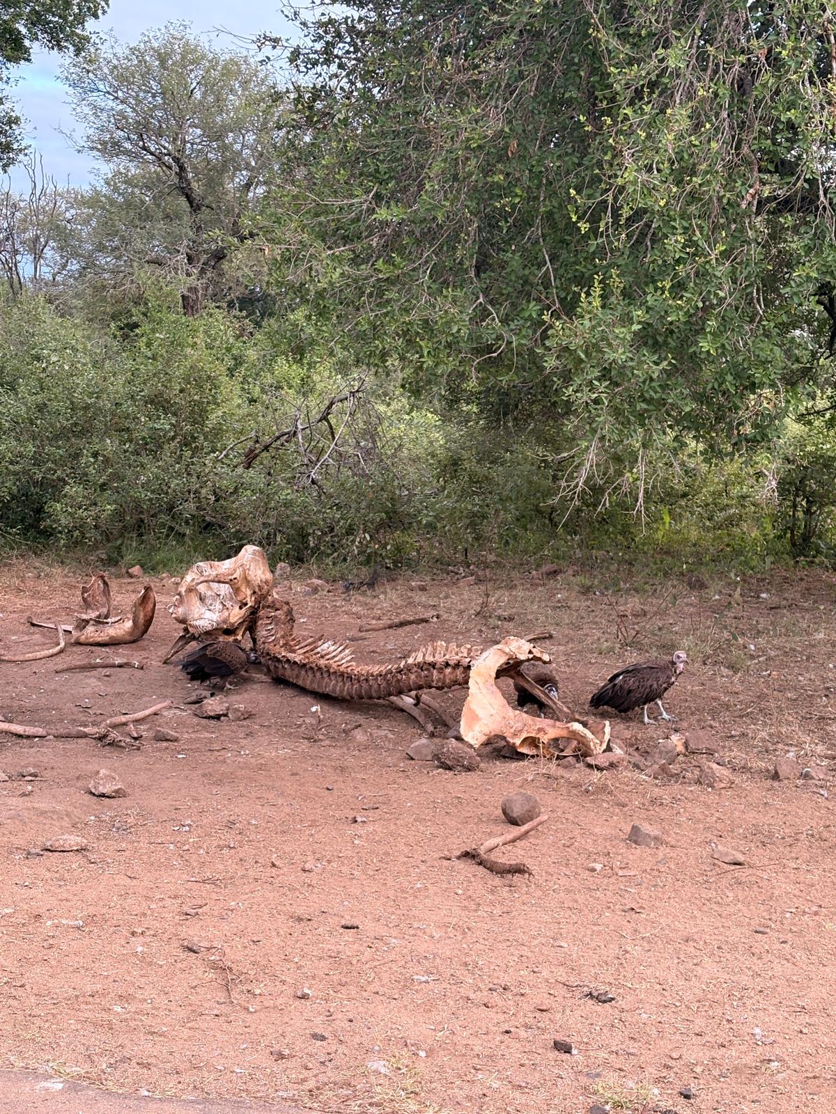 An elephant carcass, almost entirely eaten.
