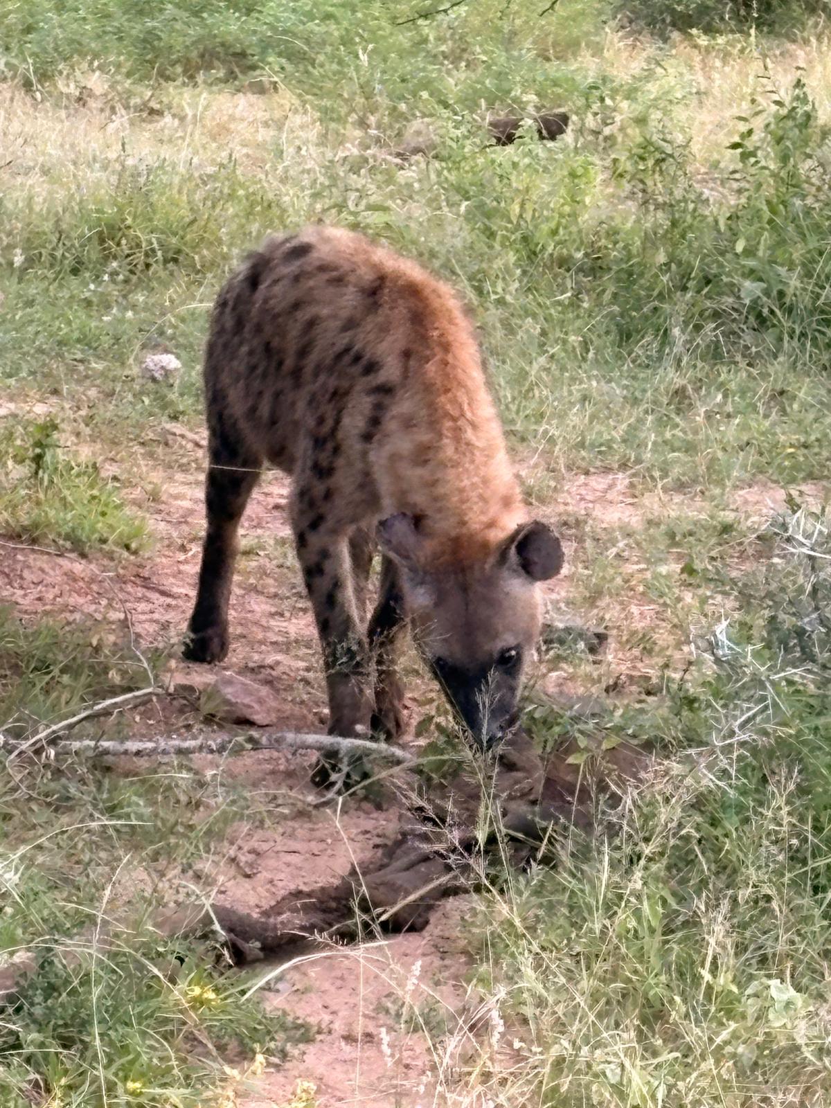 There was still skin left for the hyena.