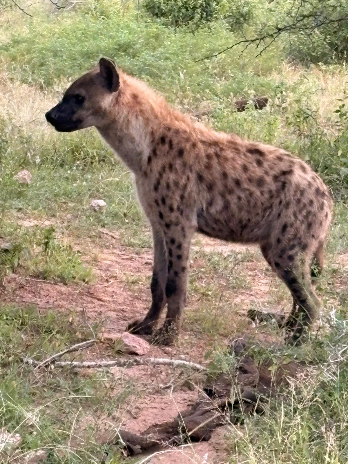 Kruger — The Lions Day