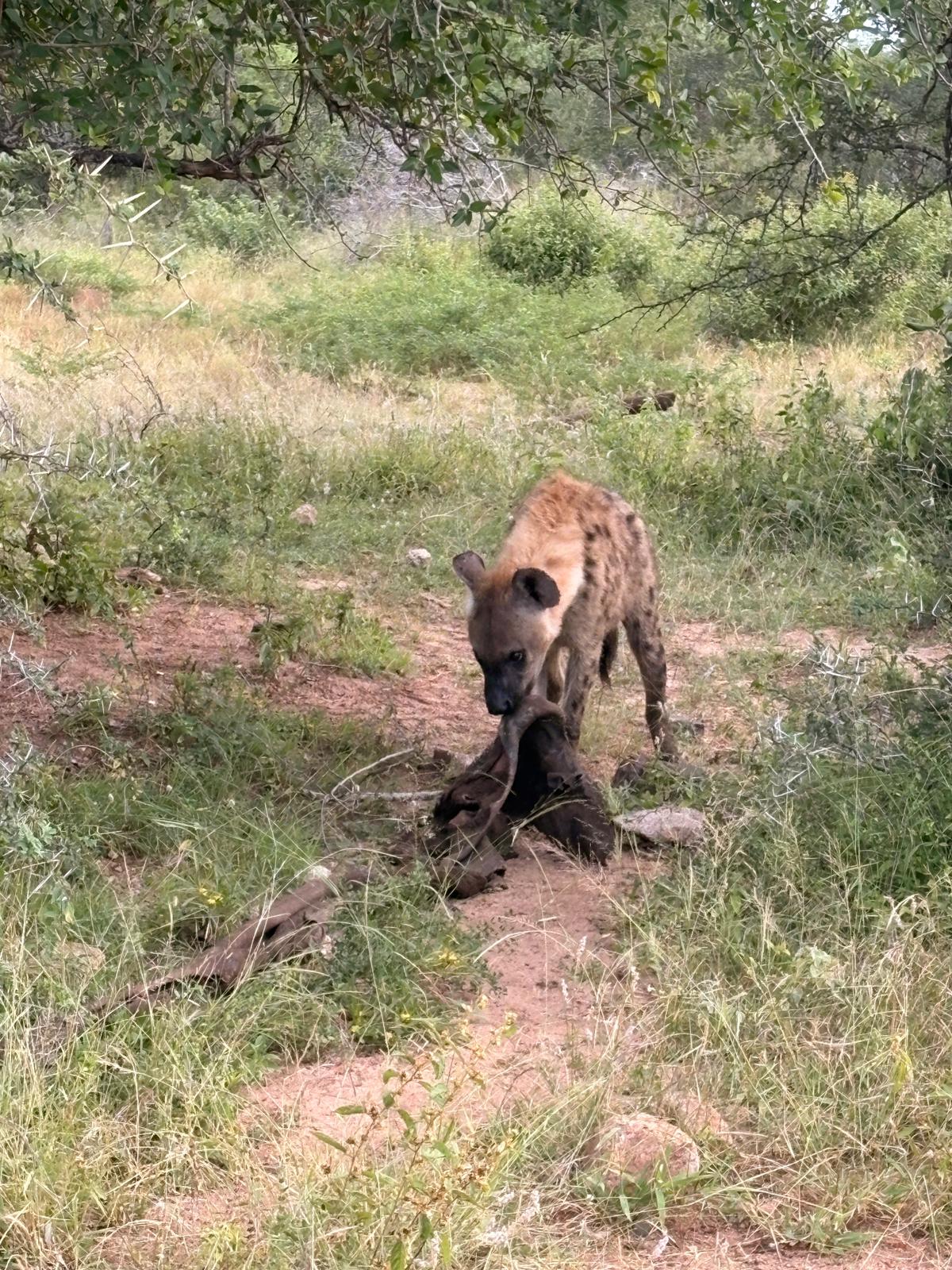 Still on the elephant's leftovers.