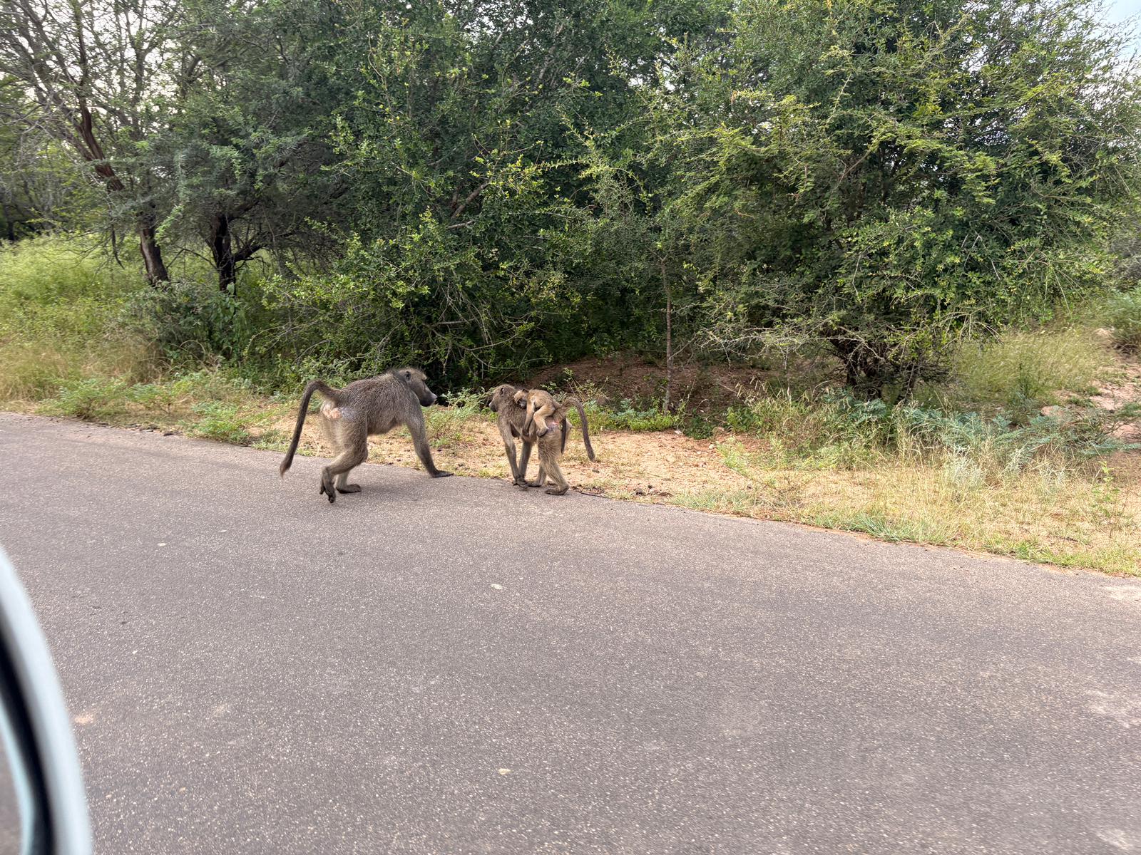 Kruger — The Lions Day
