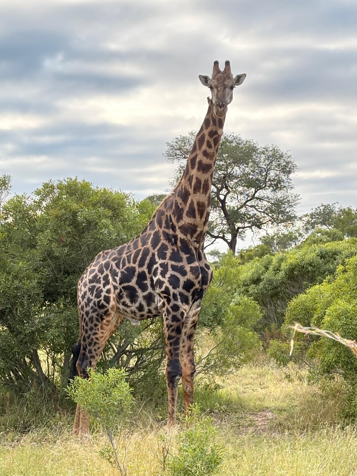 Kruger — The Lions Day