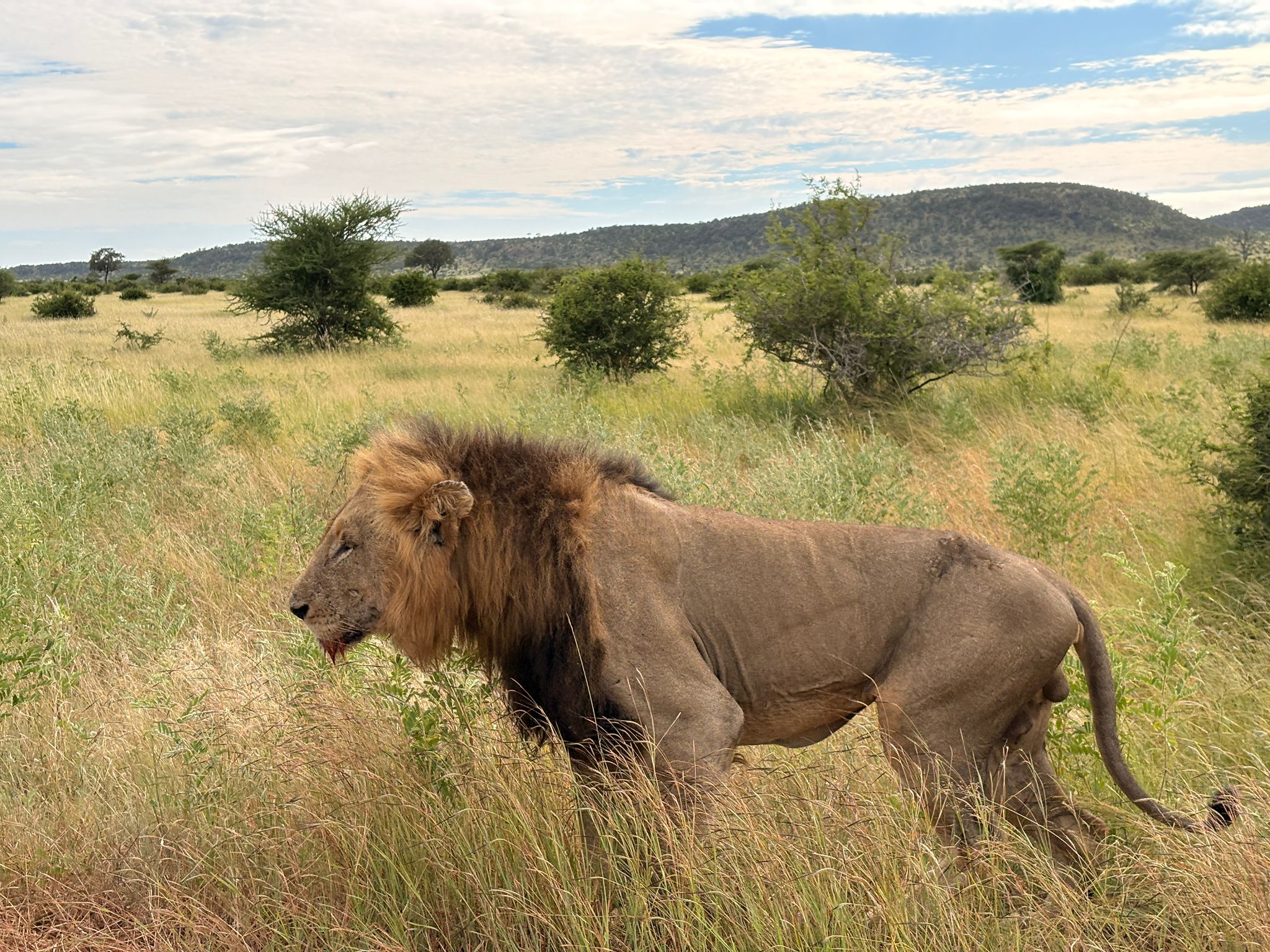 Kruger — The Lions Day