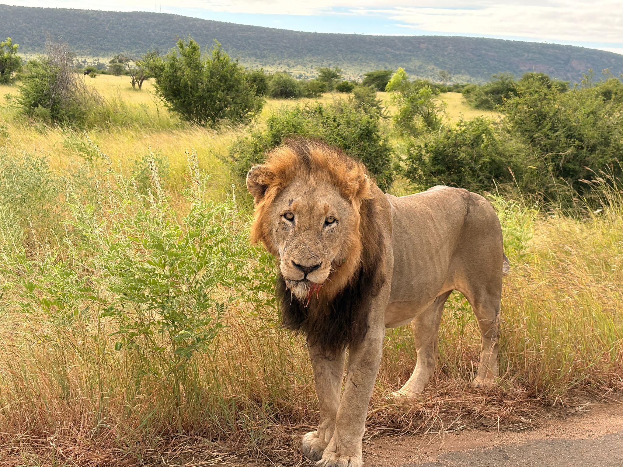 Kruger — The Lions Day