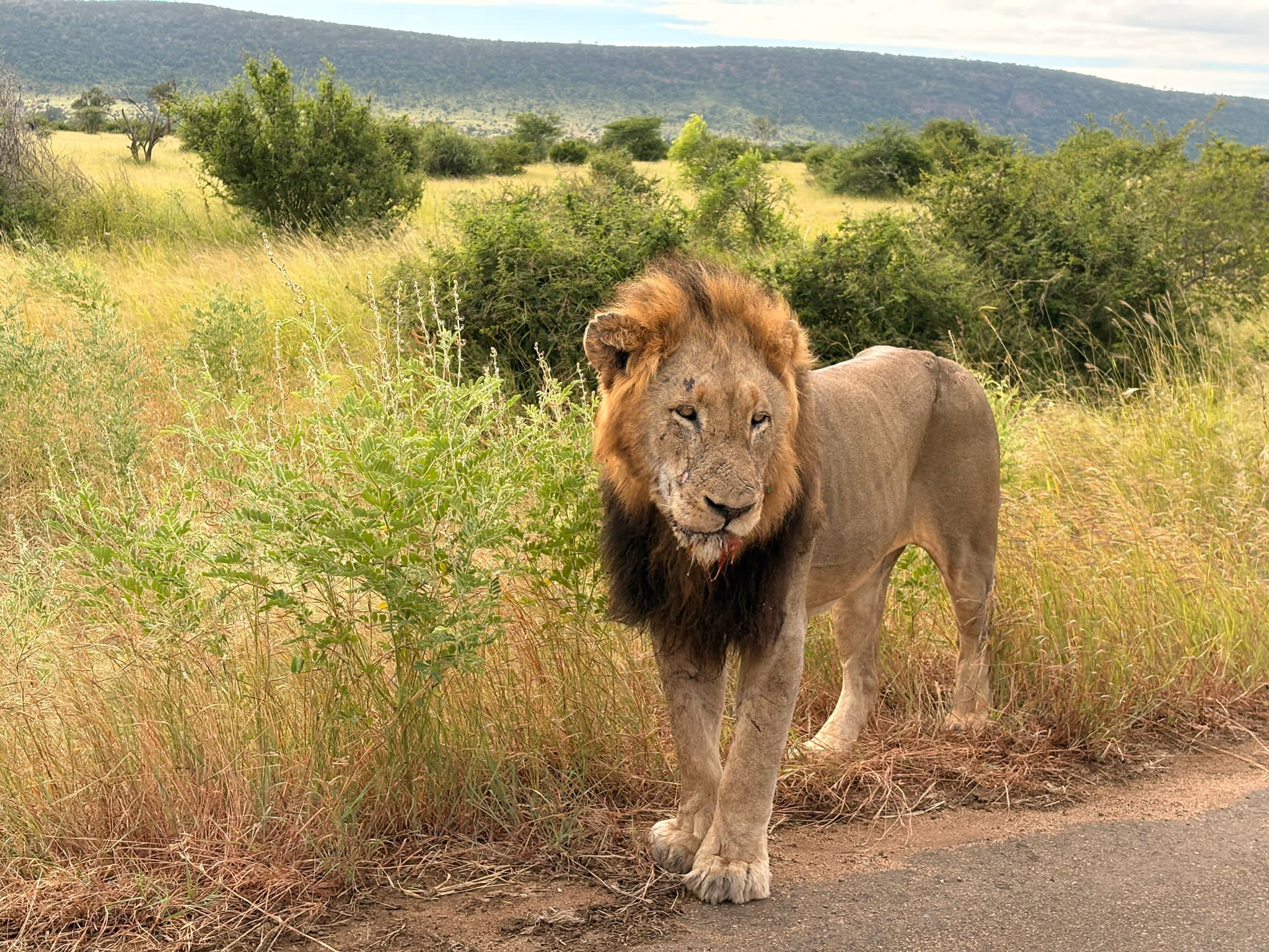 Kruger — The Lions Day
