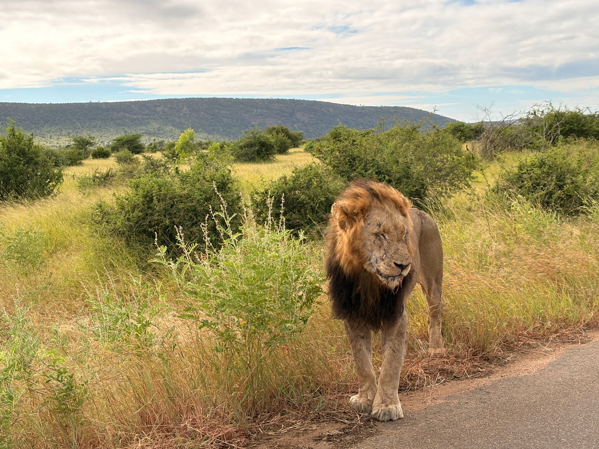Kruger — The Lions Day
