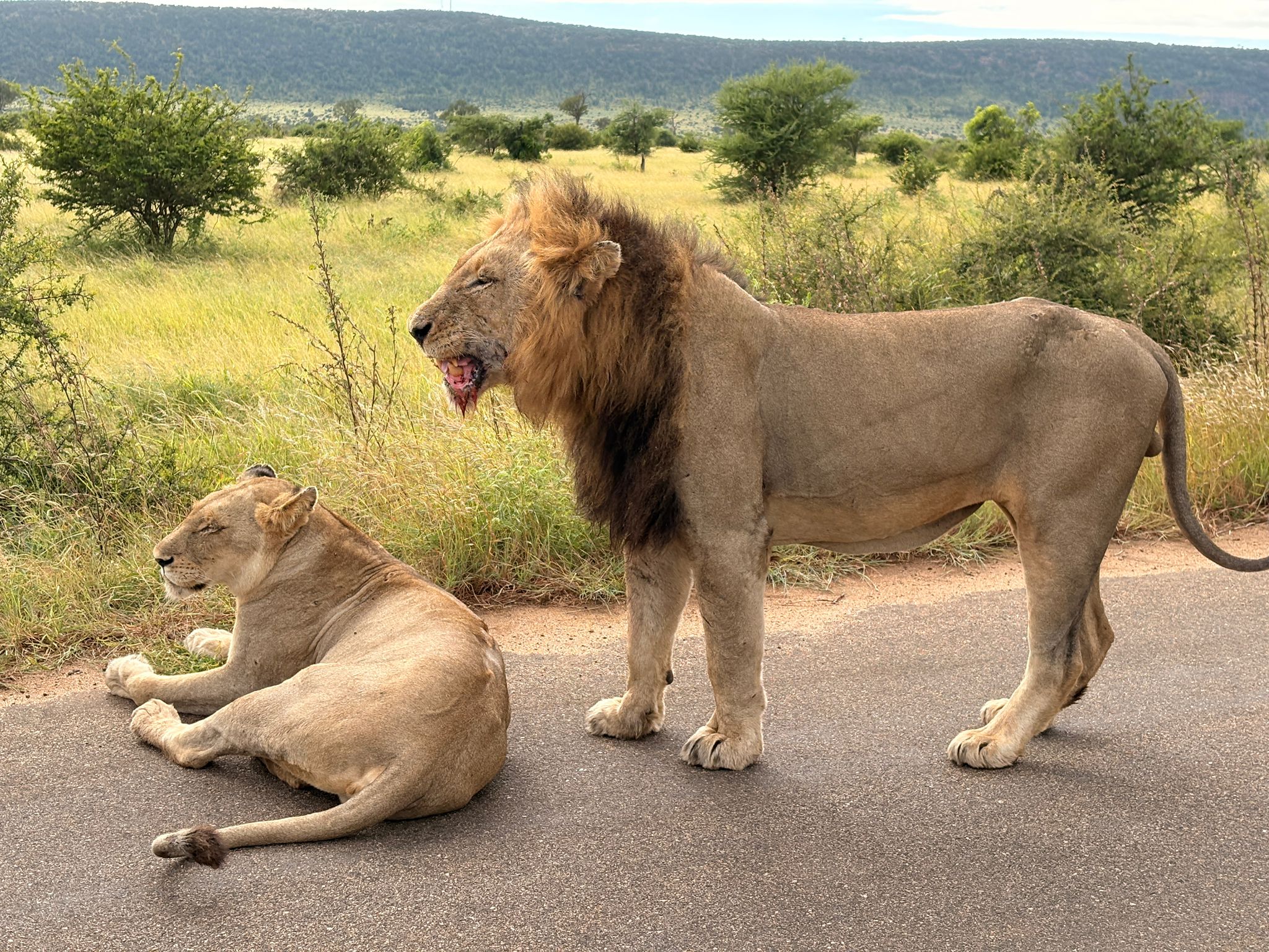 Kruger — The Lions Day